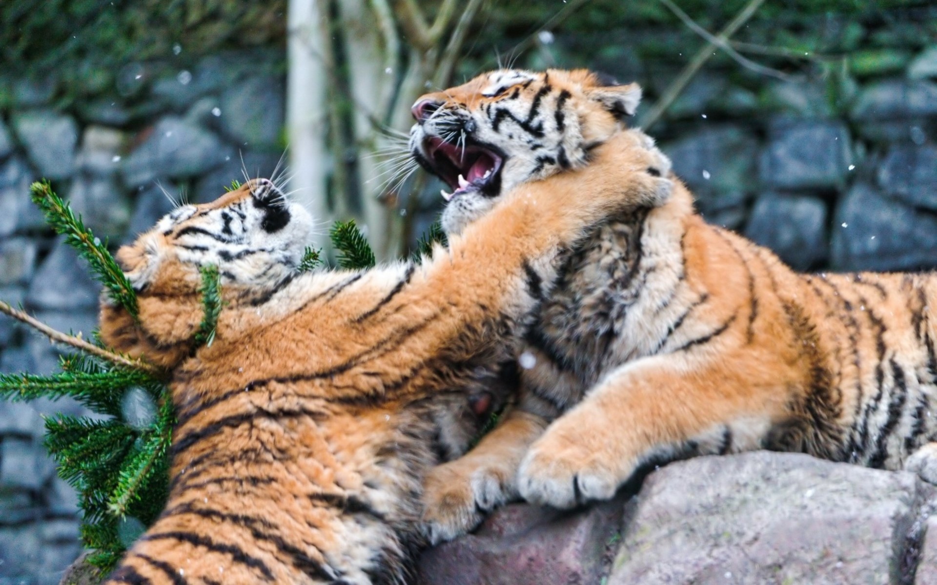 Two young tigers play fighting with a pine branch HD Wallpaper