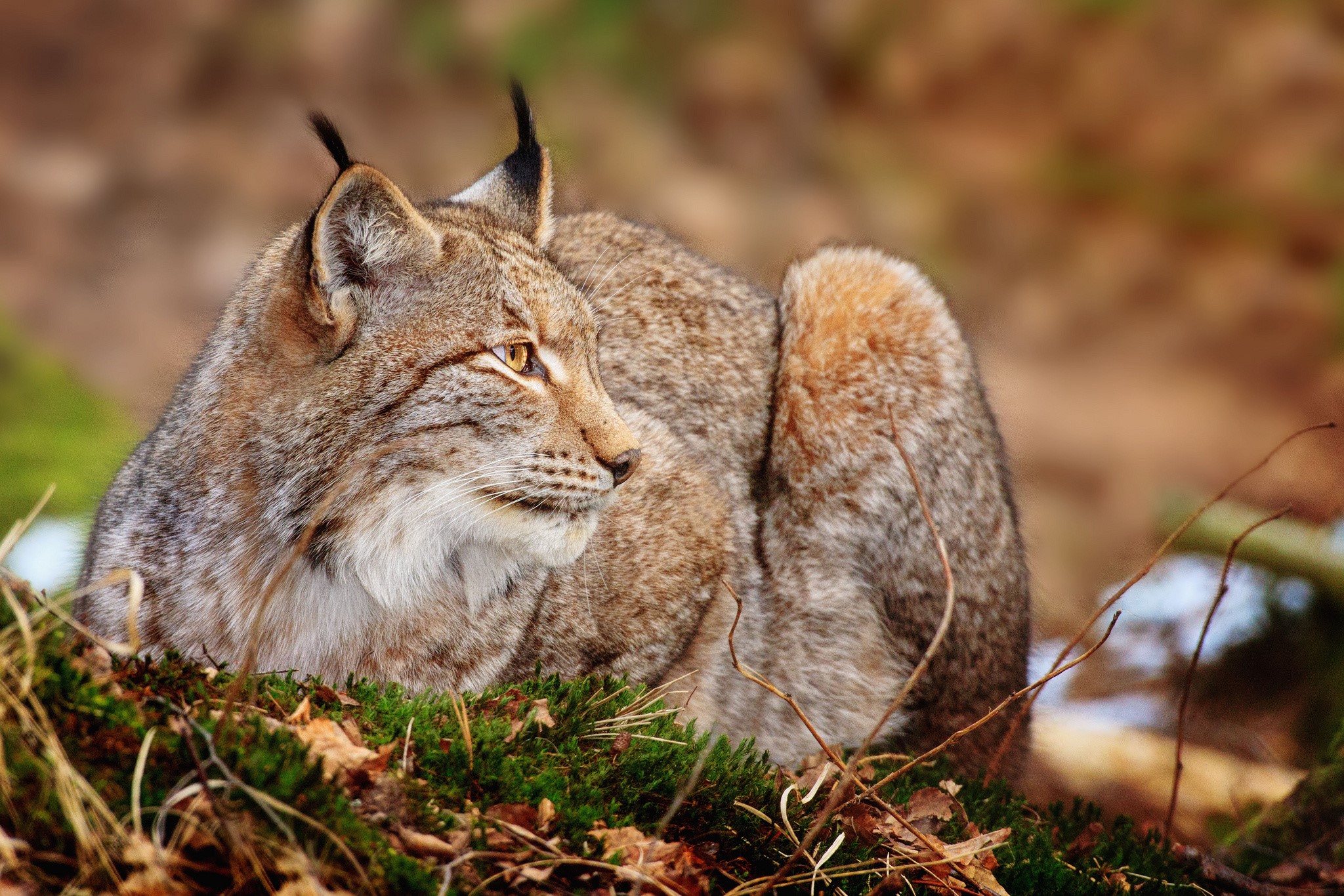 Lynx lying on mossy ground in forest HD Wallpaper