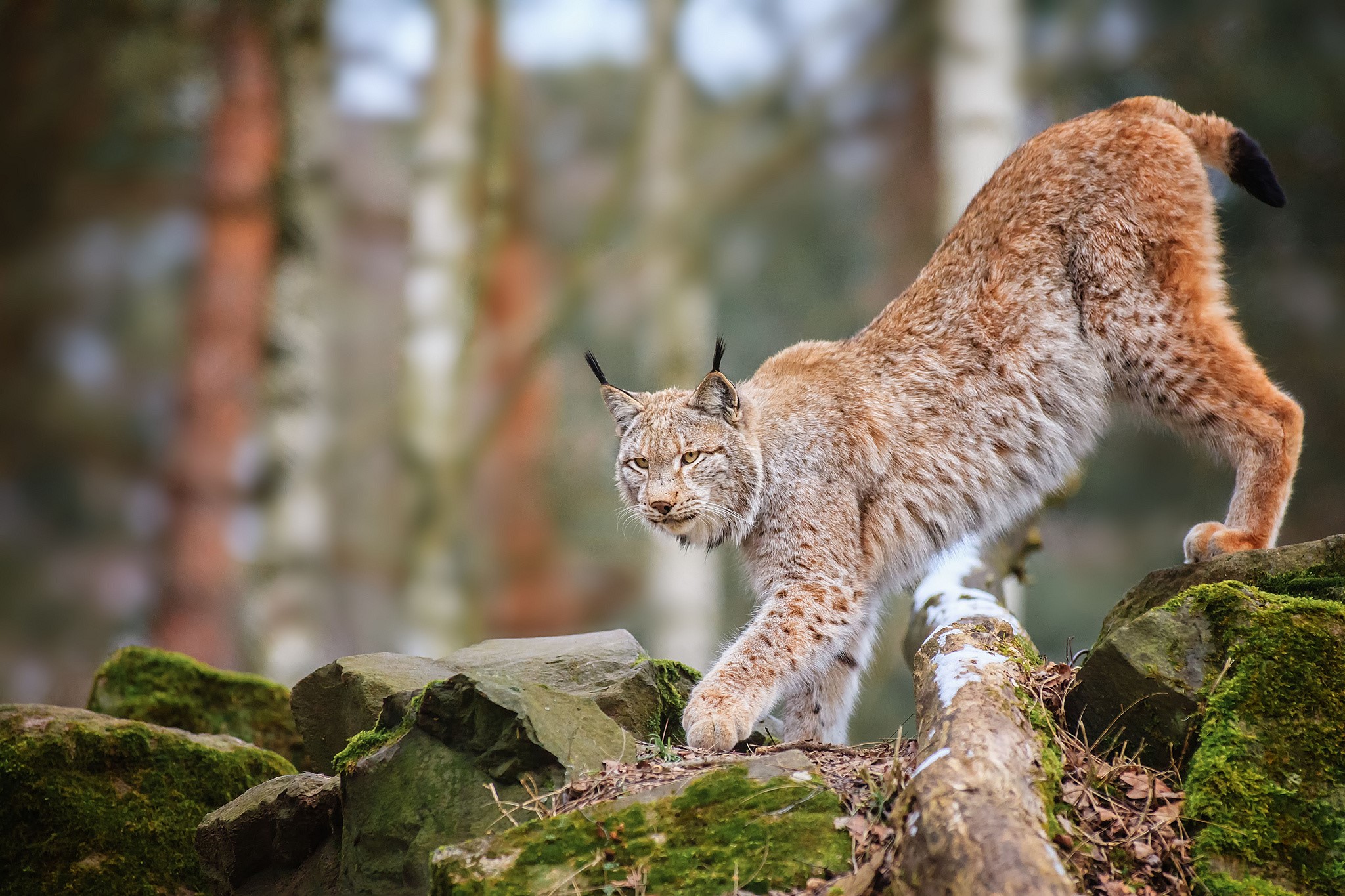 Lynx walking on mossy rocks in a forest HD Wallpaper