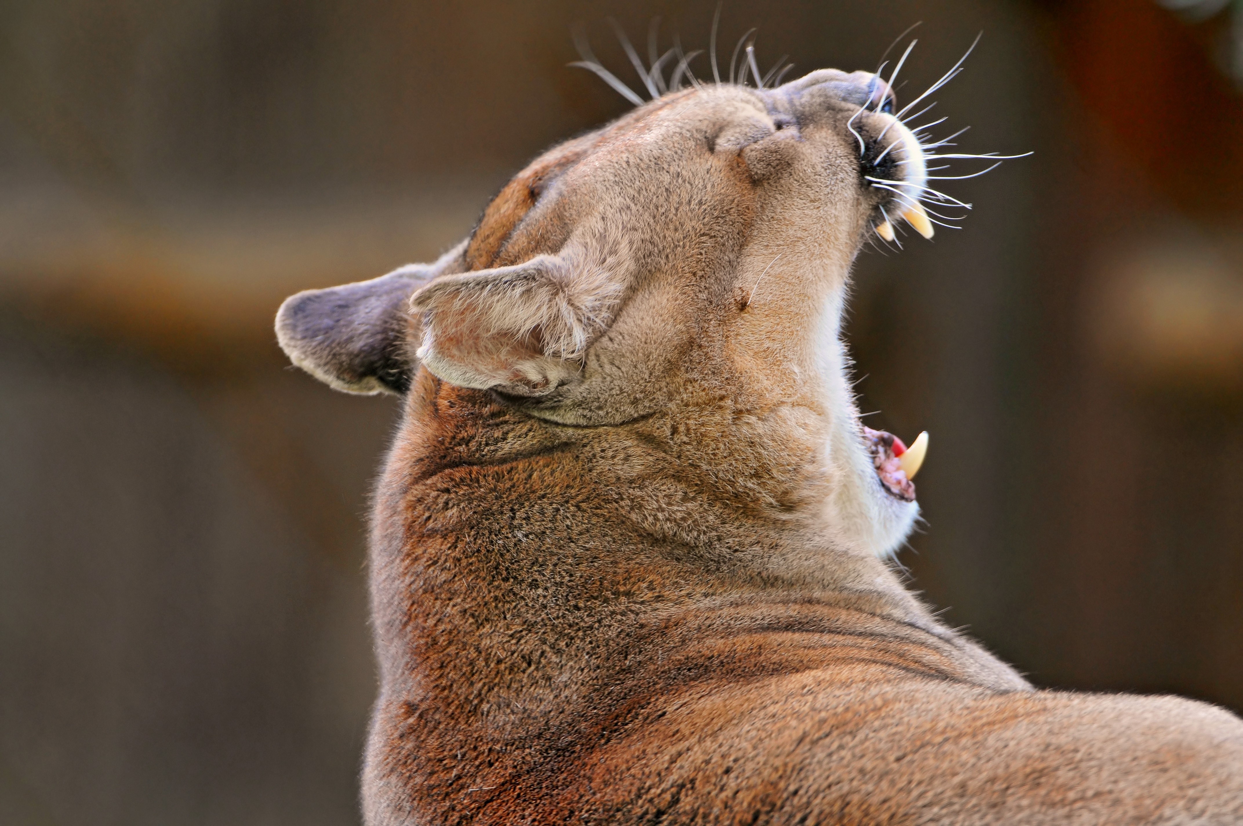 Puma yawning with sharp teeth visible HD Wallpaper