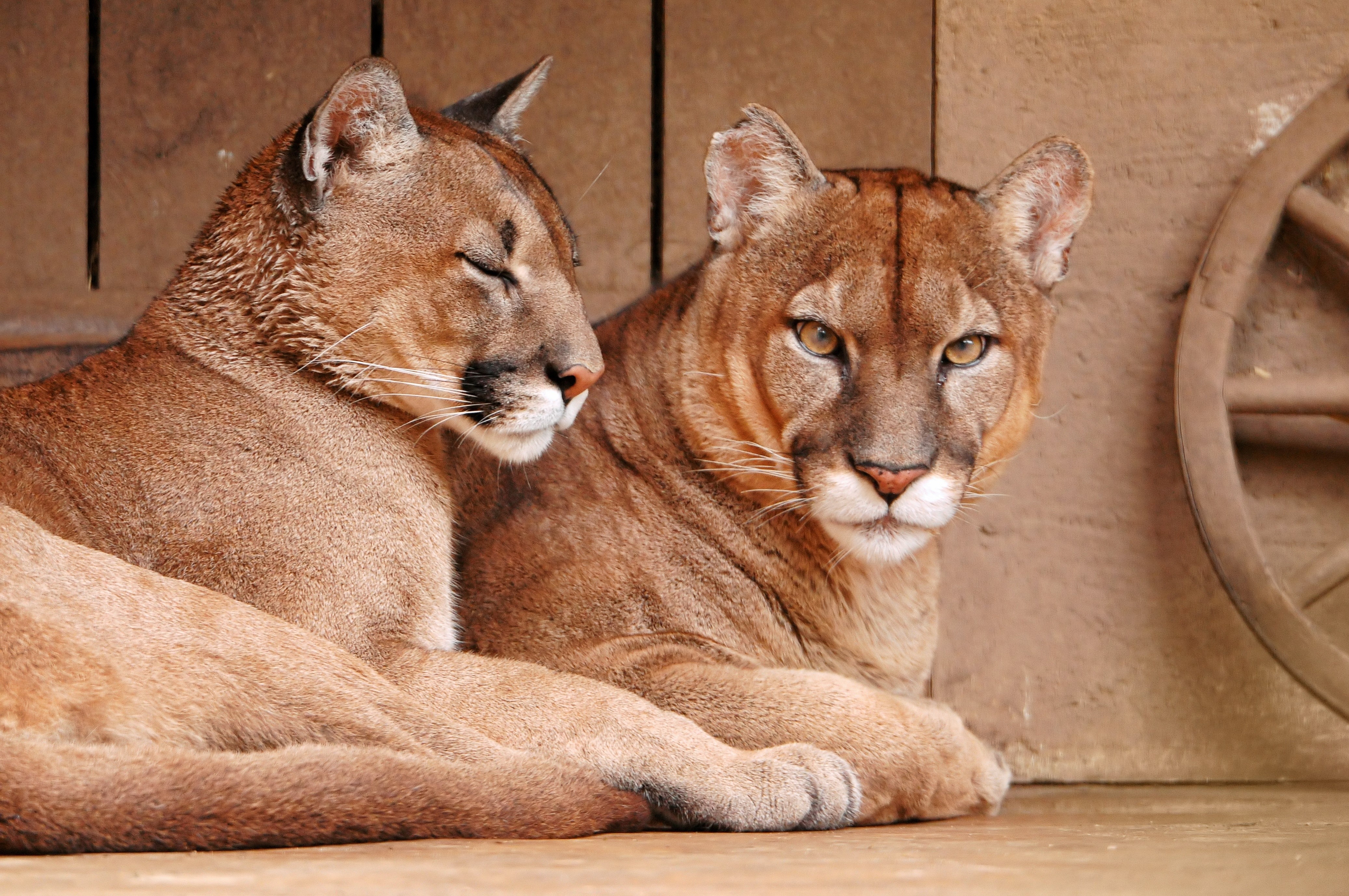 Two Pumas resting in a wooden enclosure HD Wallpaper