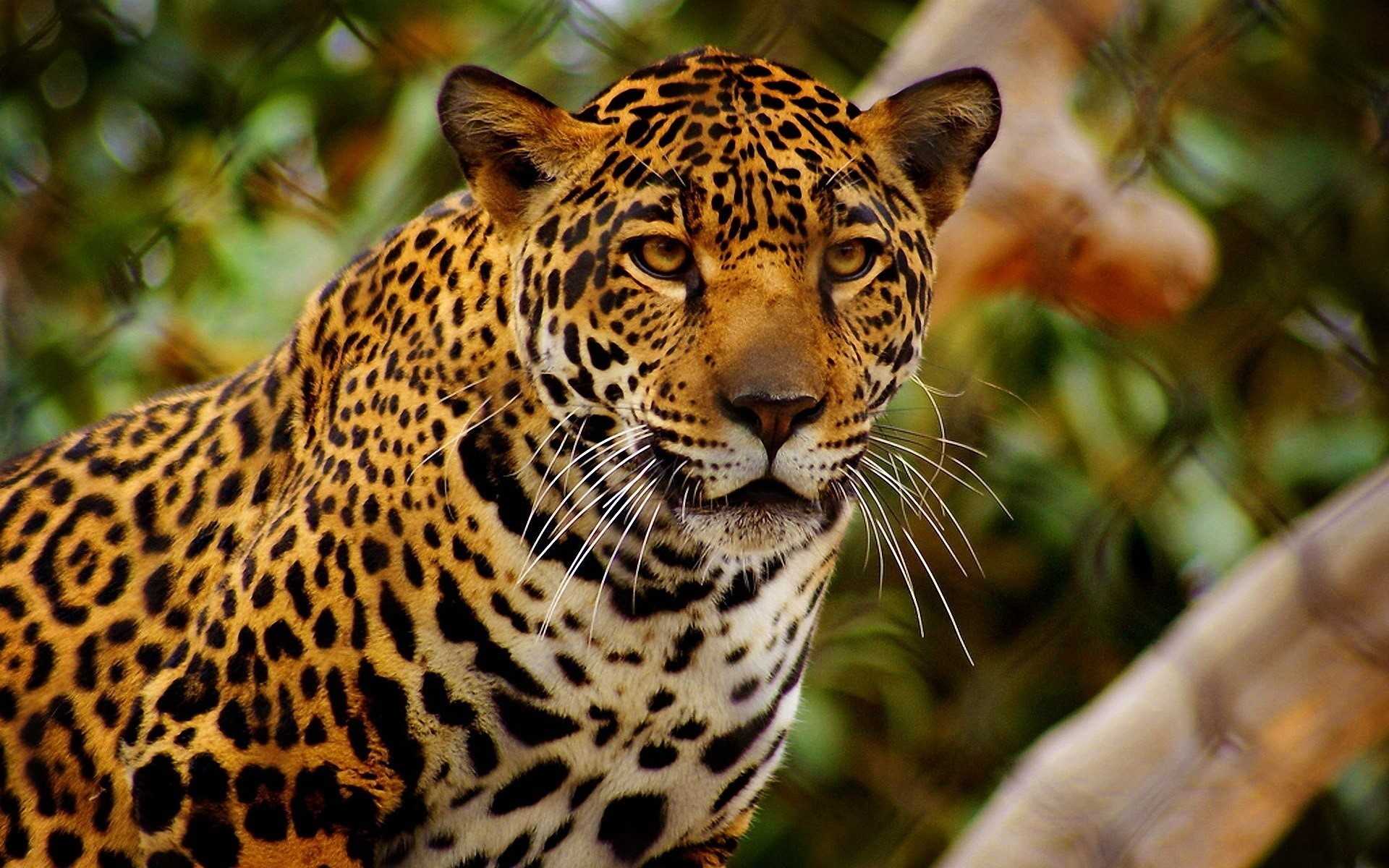Jaguar looking intently forward HD Wallpaper