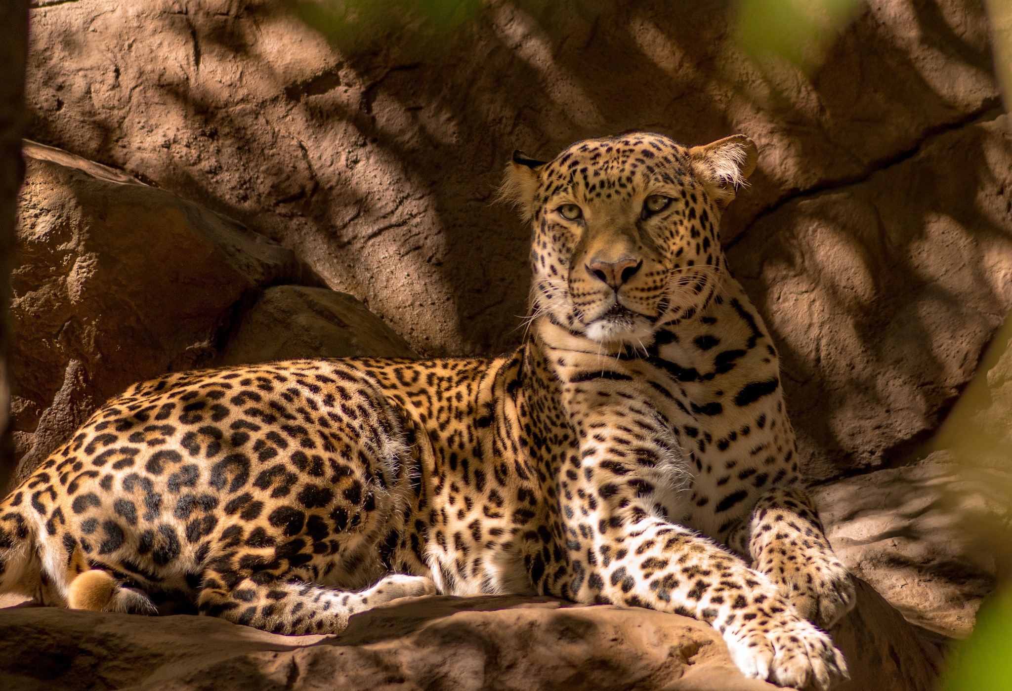 Leopard resting on rocks in dappled sunlight HD Wallpaper