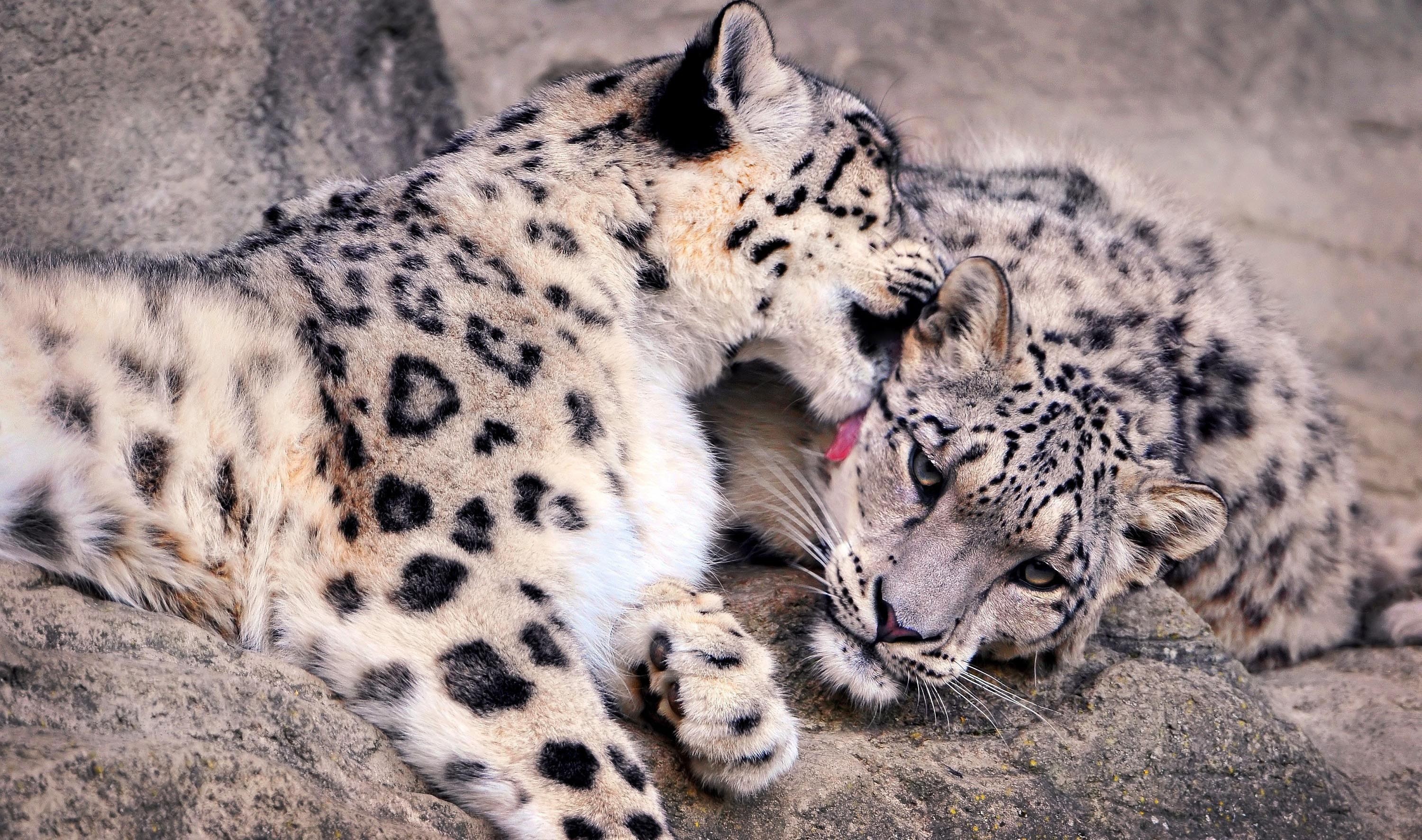 Two snow leopards grooming each other on rocks HD Wallpaper
