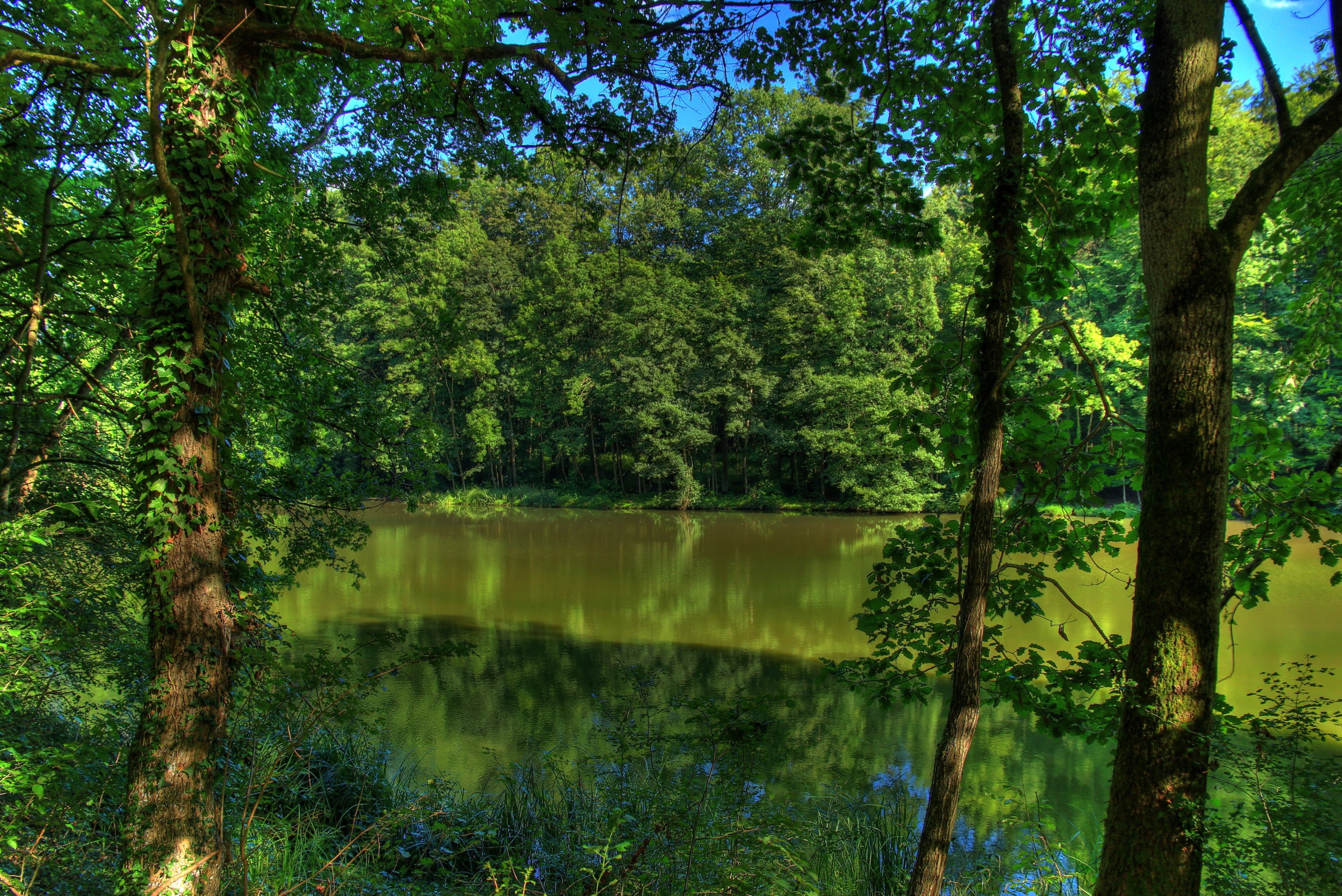4K River and Trees in Germany HD Wallpaper