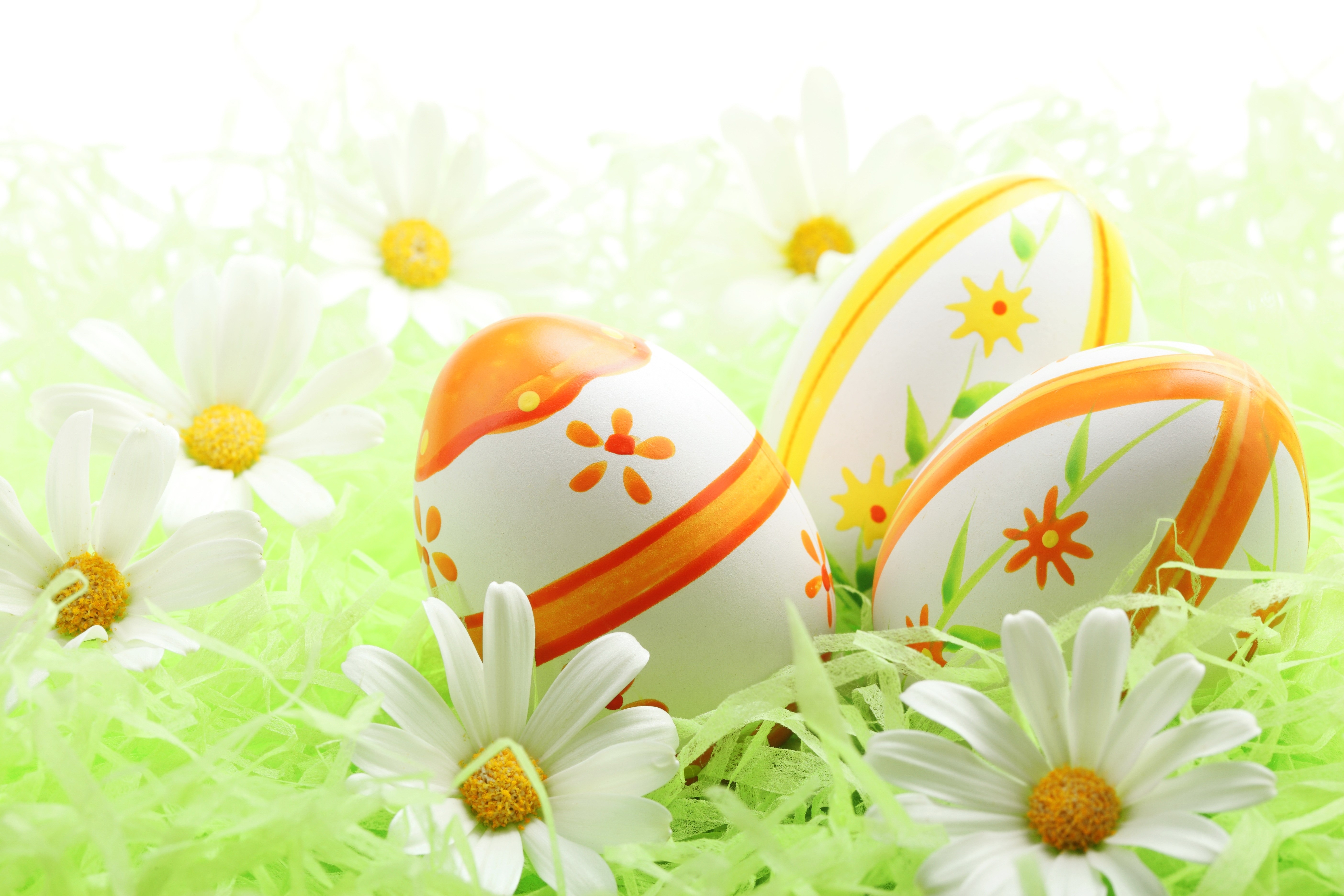 Easter Eggs and Camomiles on Green Grass HD Wallpaper