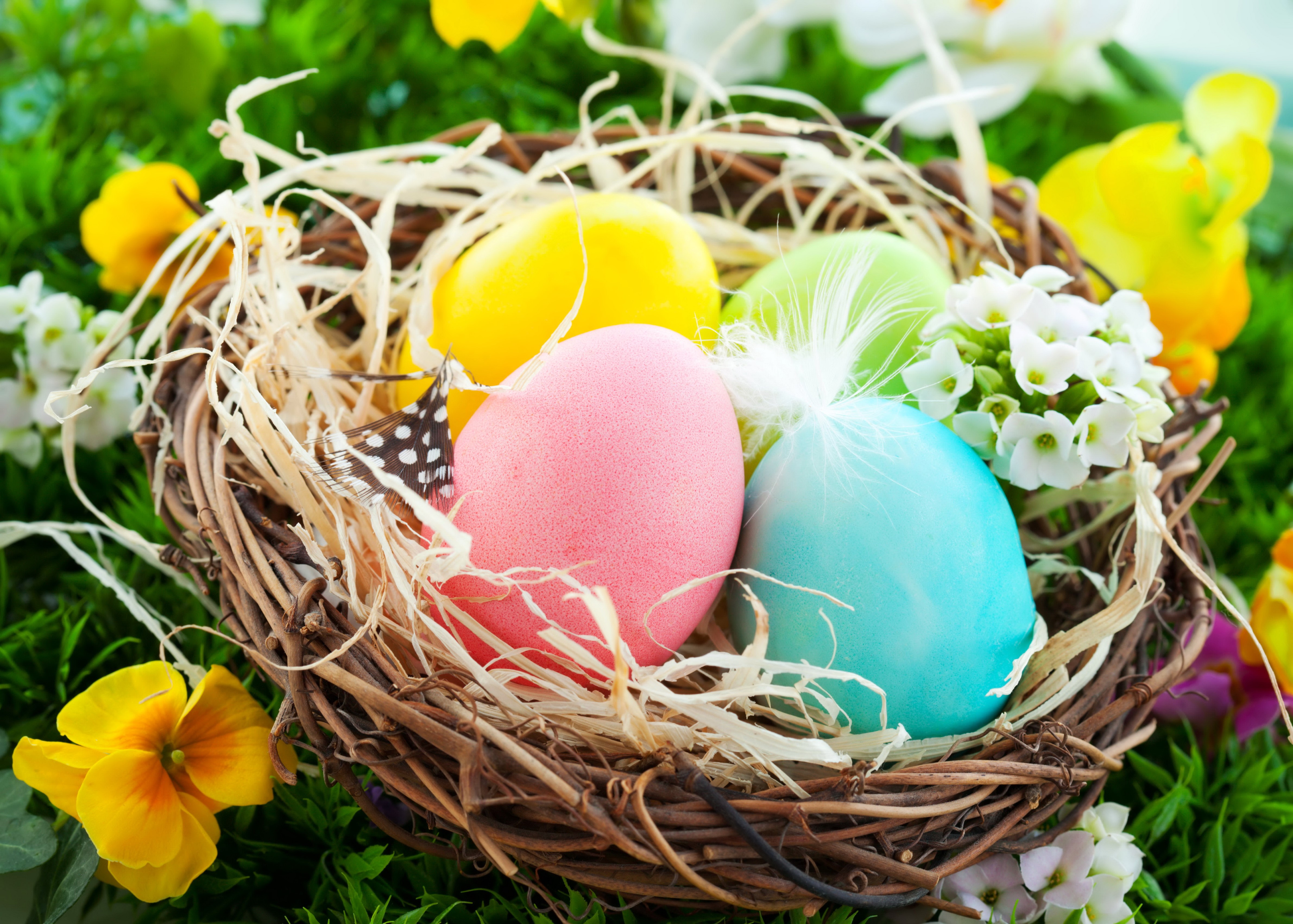 Easter eggs in a nest with flowers HD Wallpaper