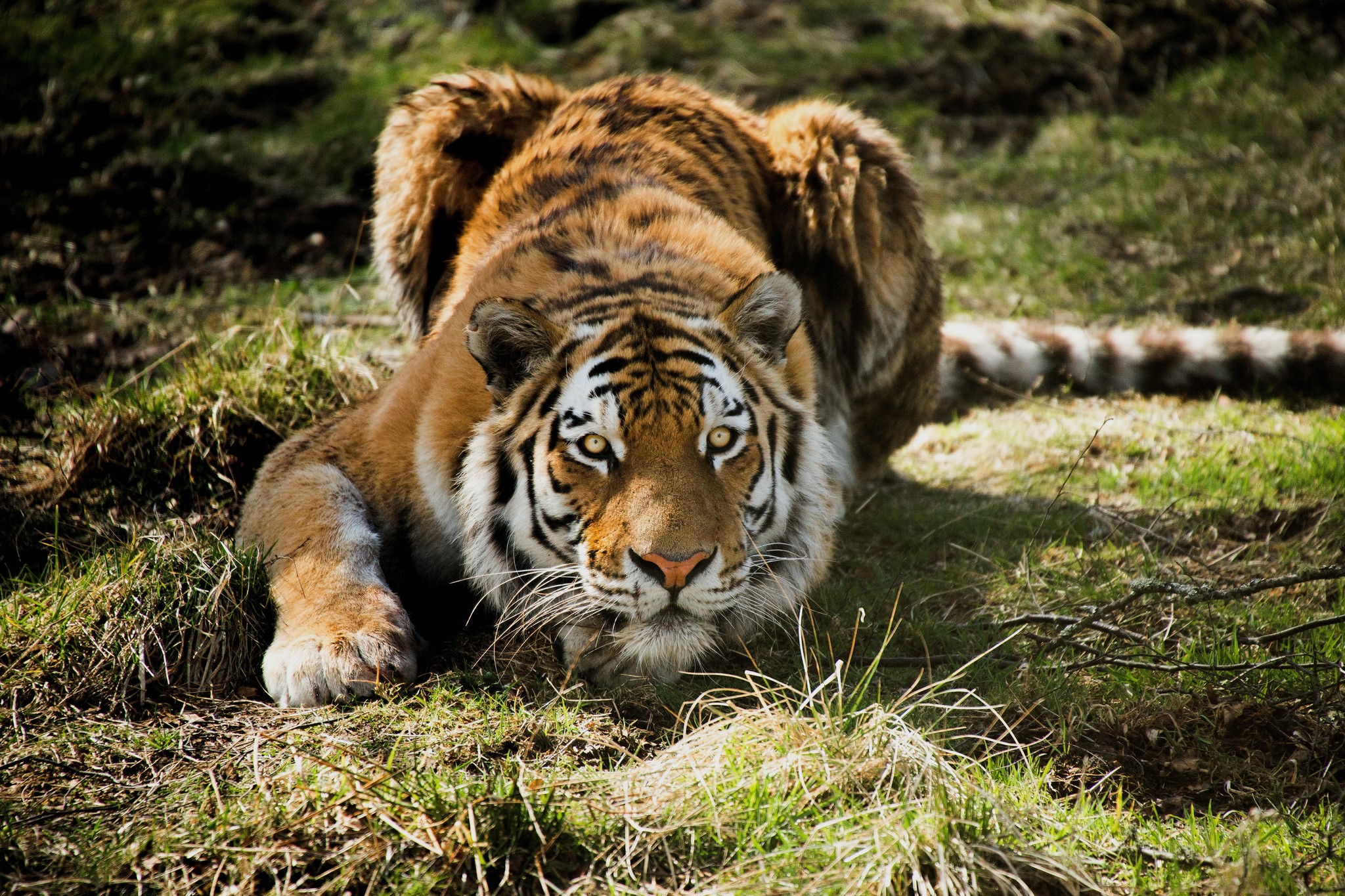 Tiger crouching in grass HD Wallpaper