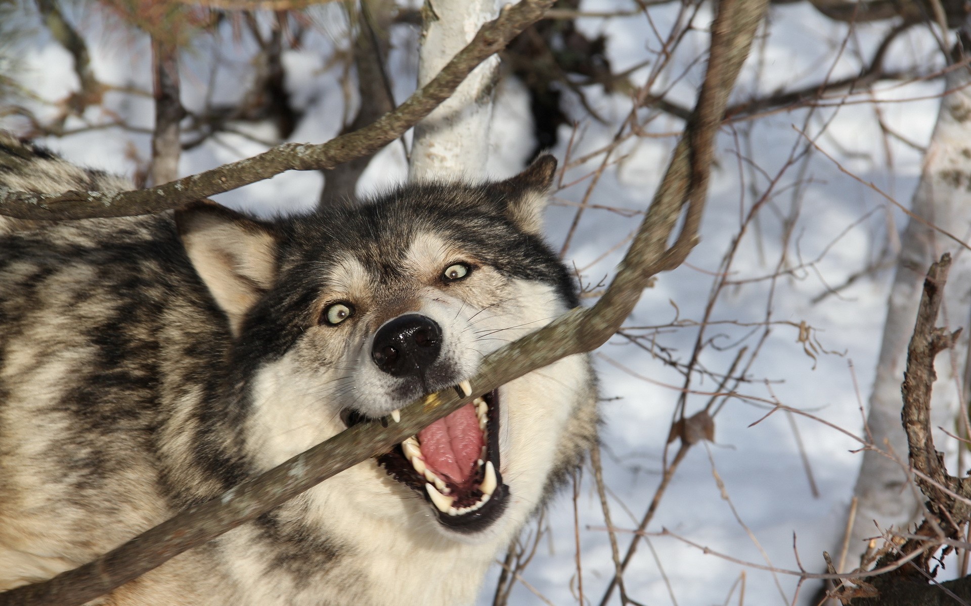 Wolf biting a branch in the snow HD Wallpaper