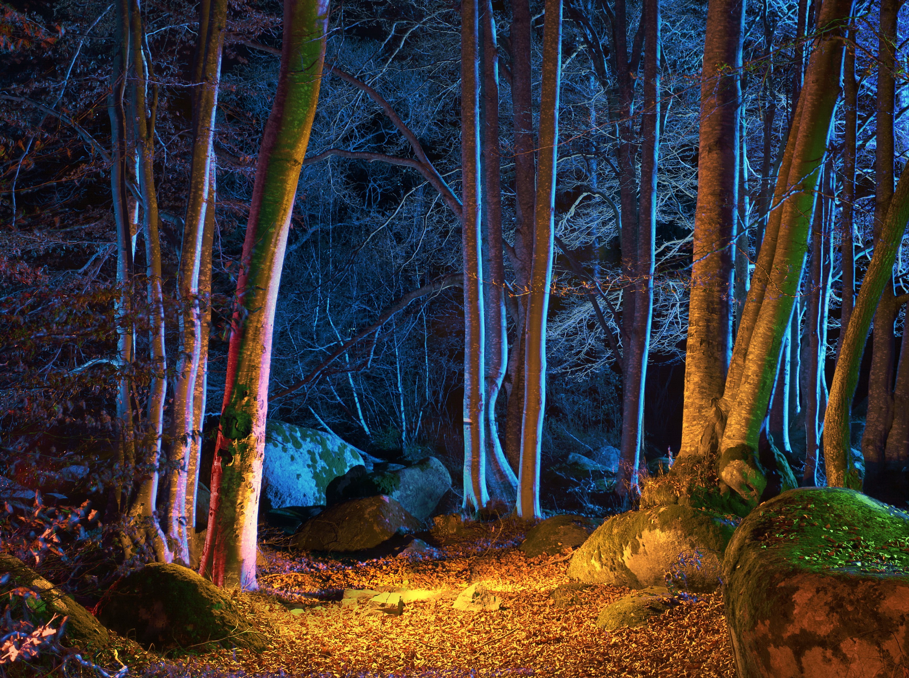 Forest at night with colorful lights HD Wallpaper