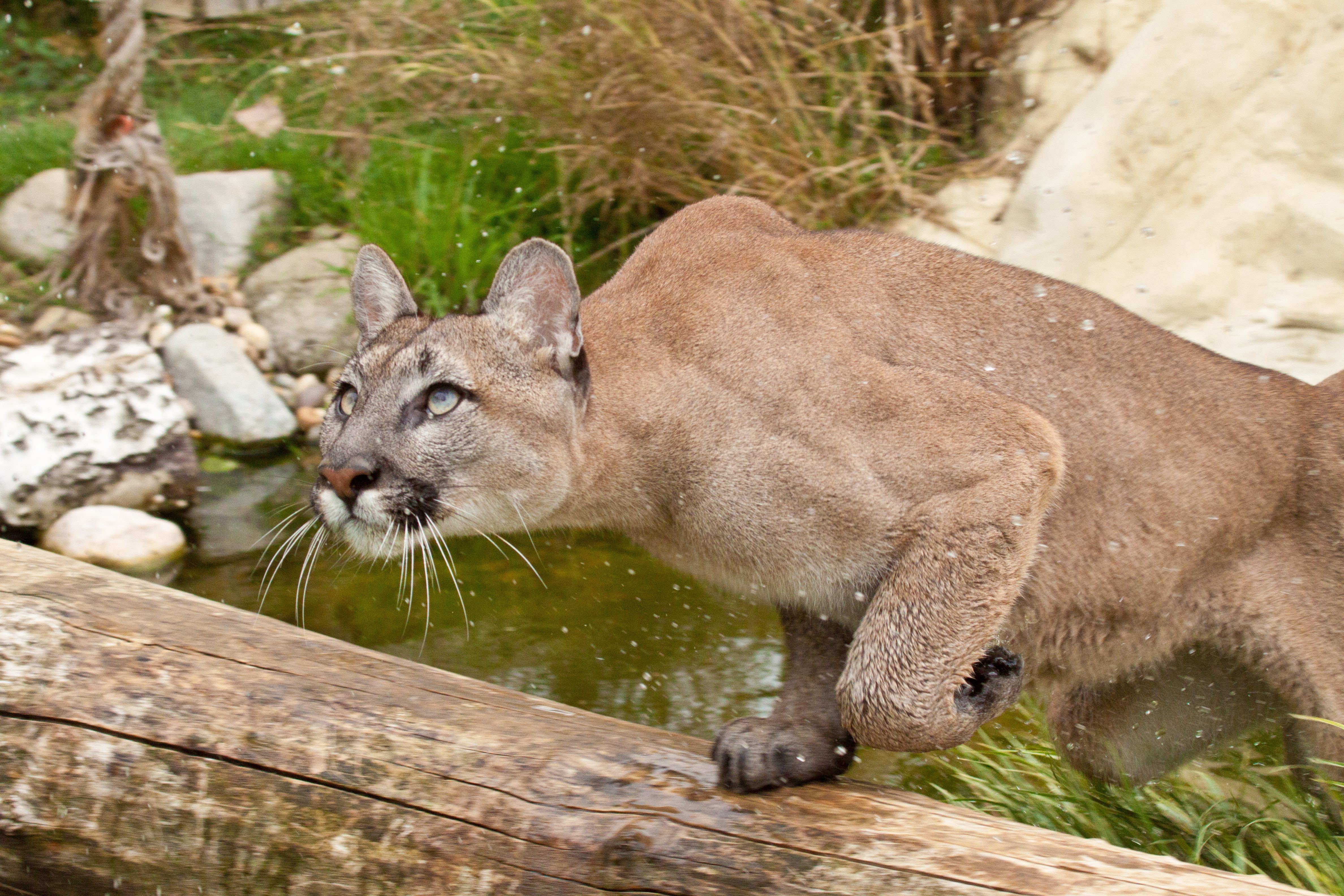Puma in water near a log HD Wallpaper