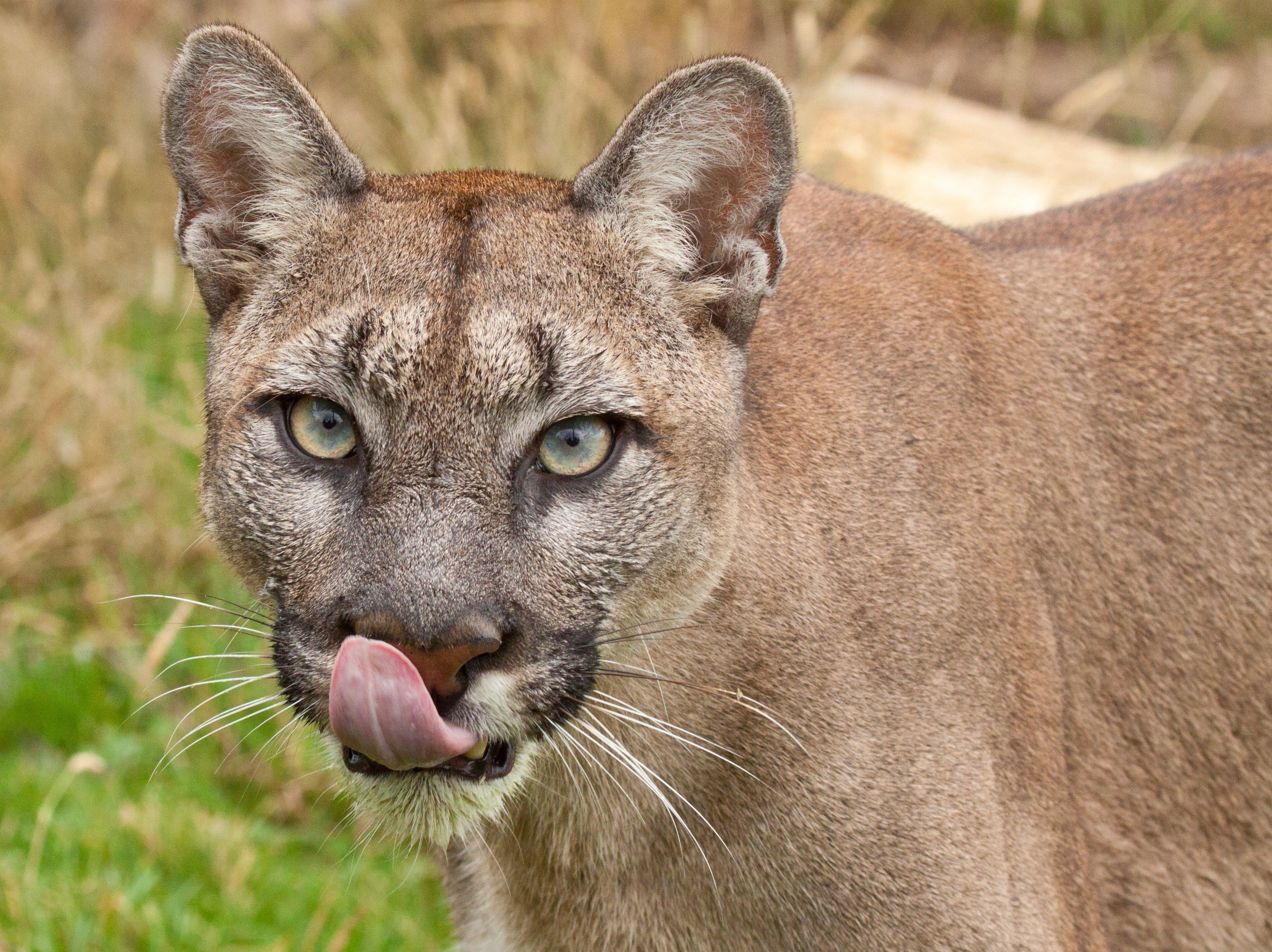 Close-up of a cougar licking its snout HD Wallpaper