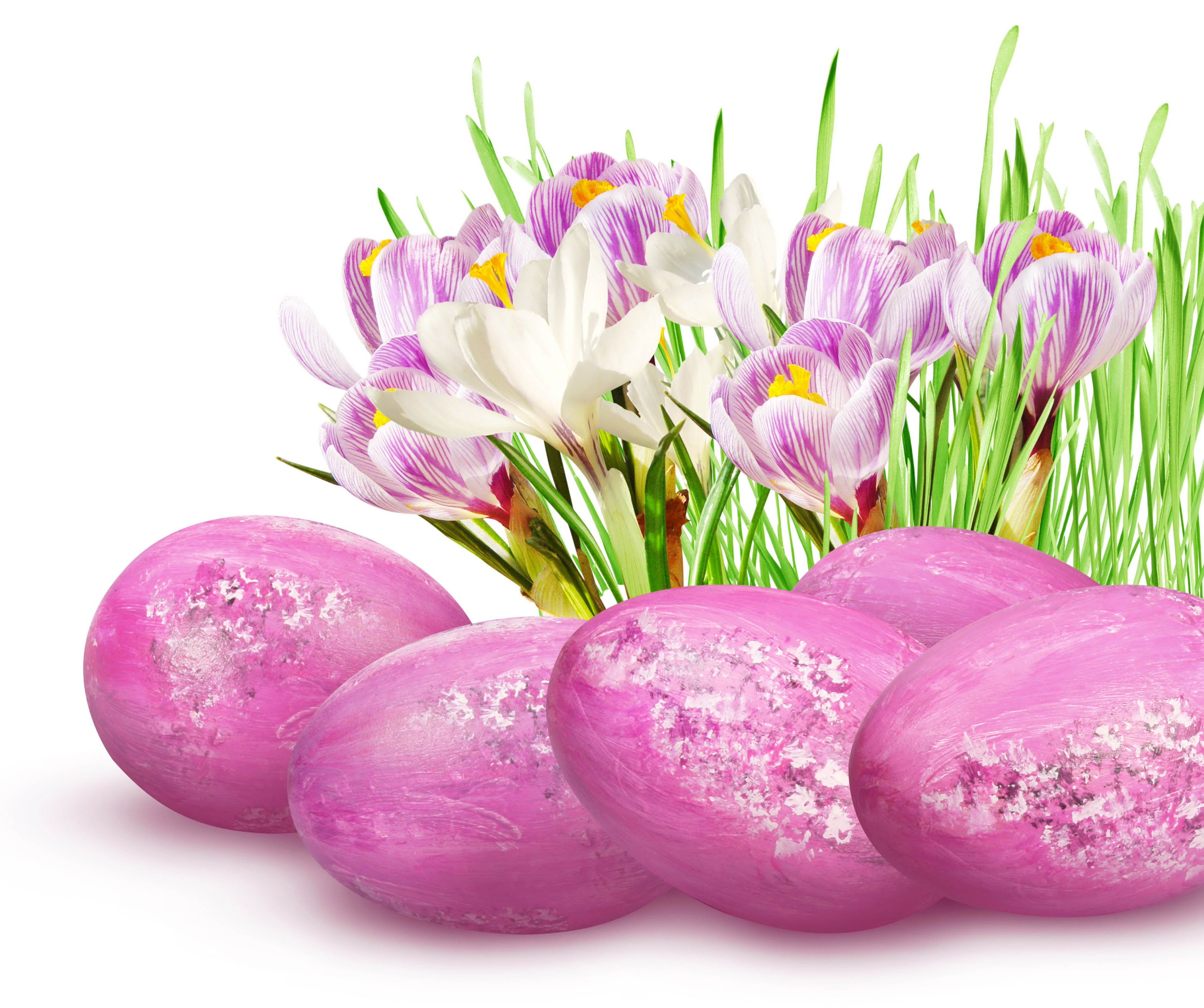 Easter Crocuses and Pink Eggs HD Wallpaper