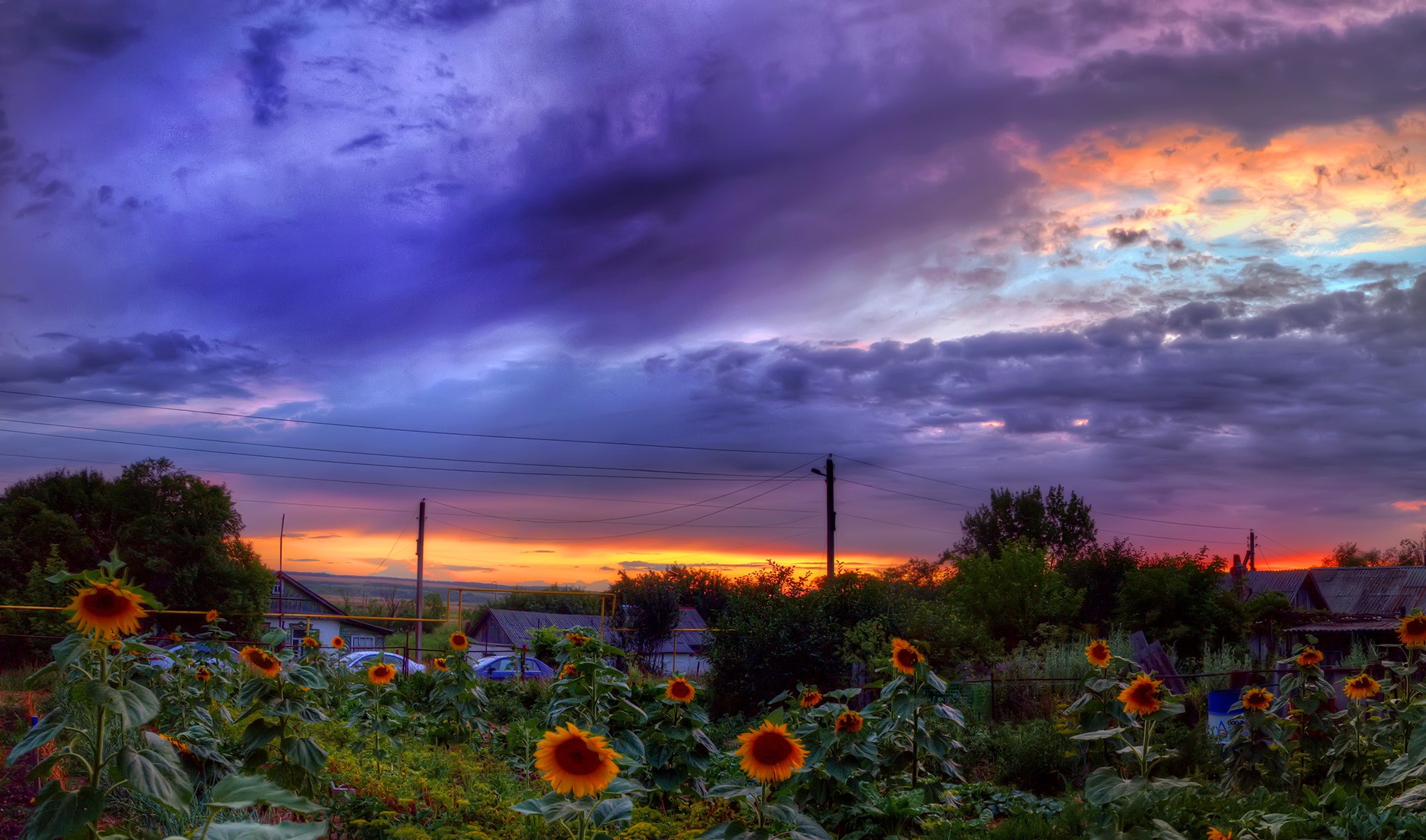Sunflowers at sunset with dramatic clouds HD Wallpaper