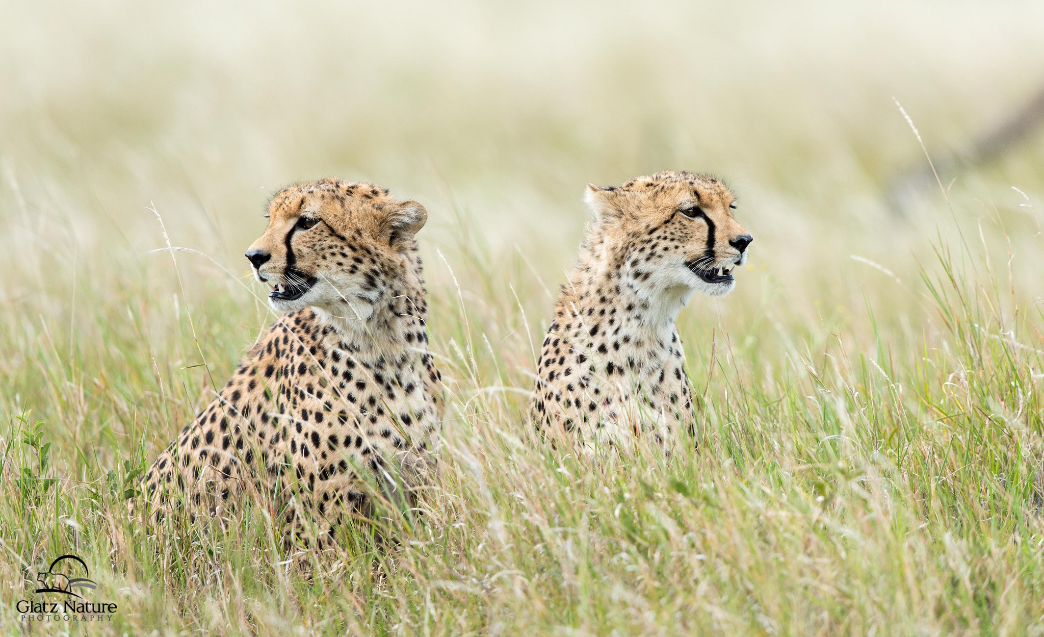 Two cheetahs sitting in tall grass HD Wallpaper