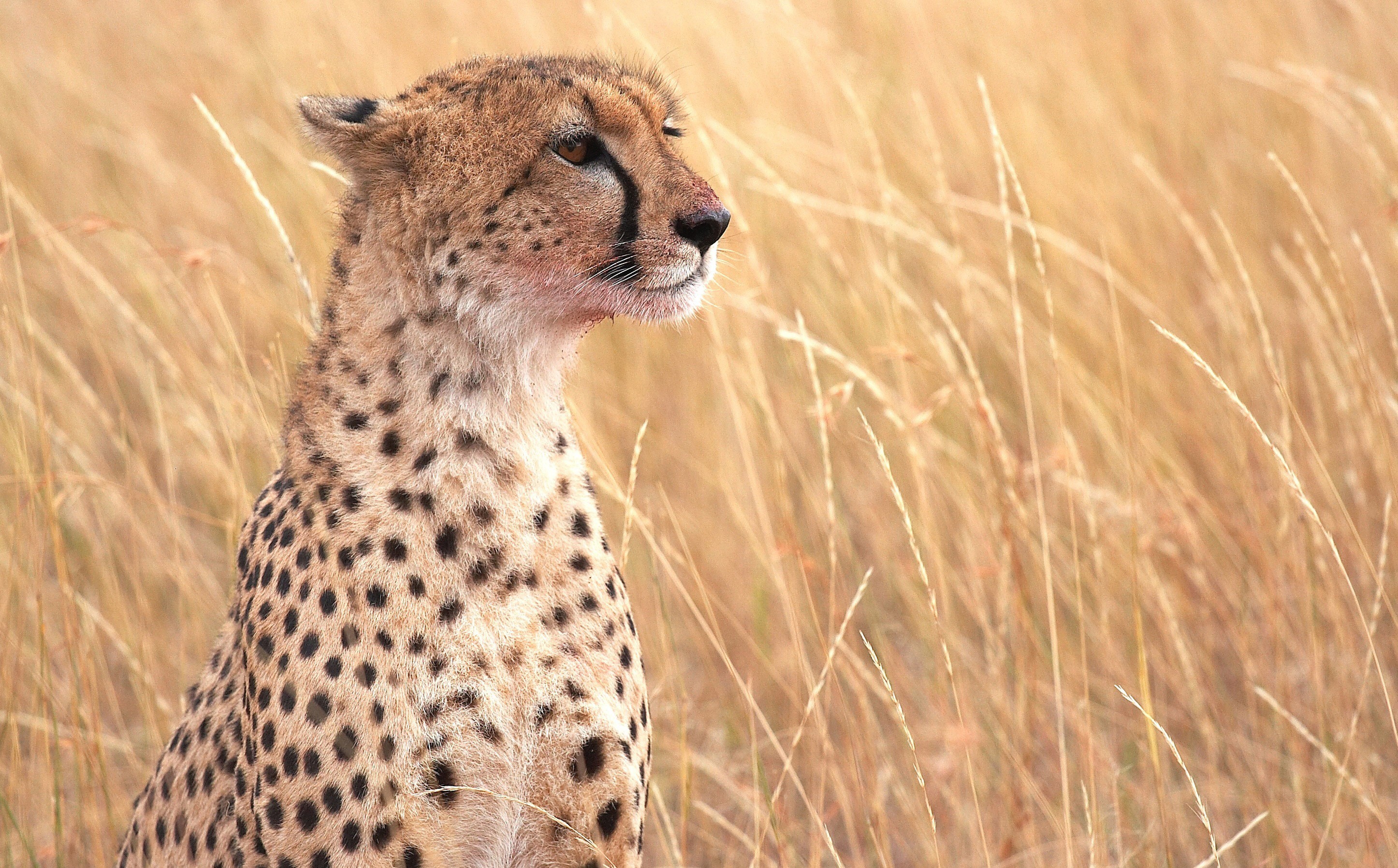 Cheetah sitting in tall dry grass HD Wallpaper