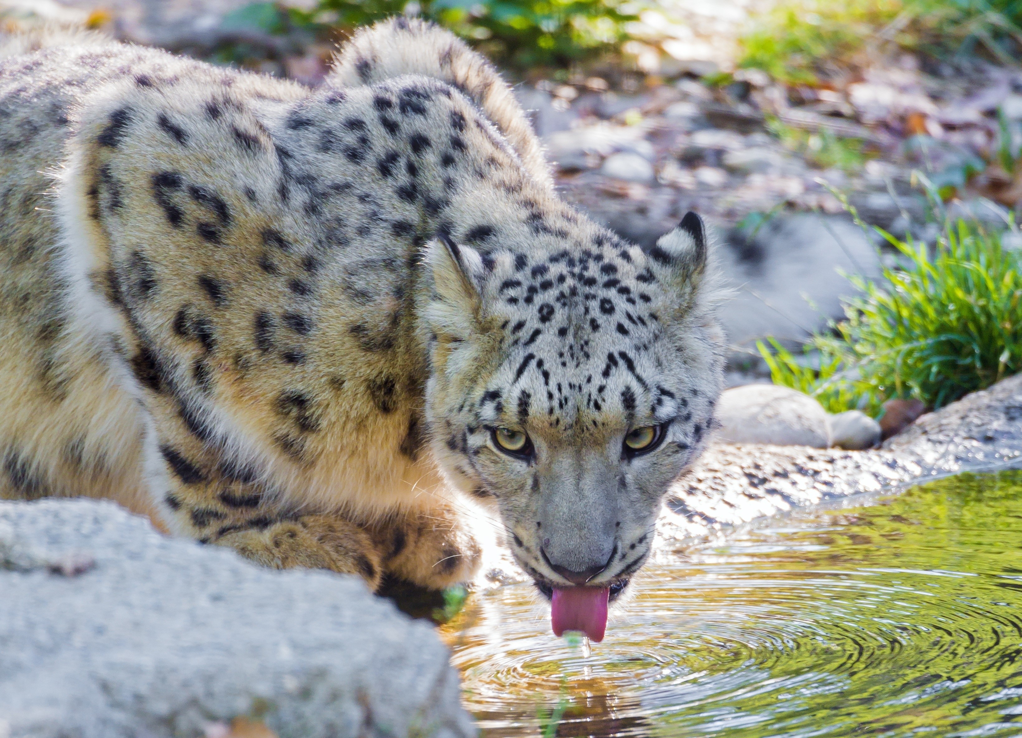 Snow leopard drinking water from a stream HD Wallpaper