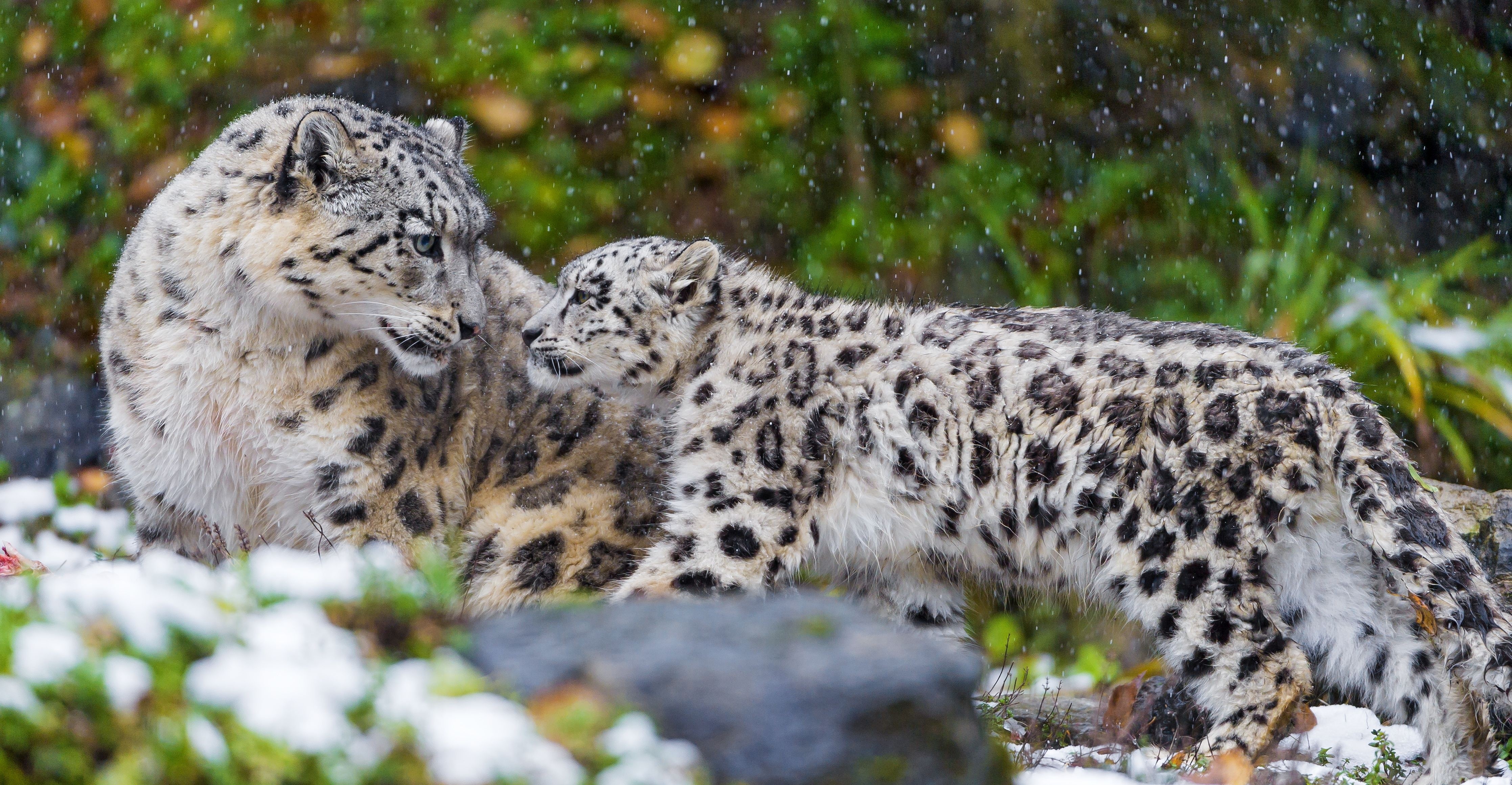 4K Snow leopards and cub in snow HD Wallpaper
