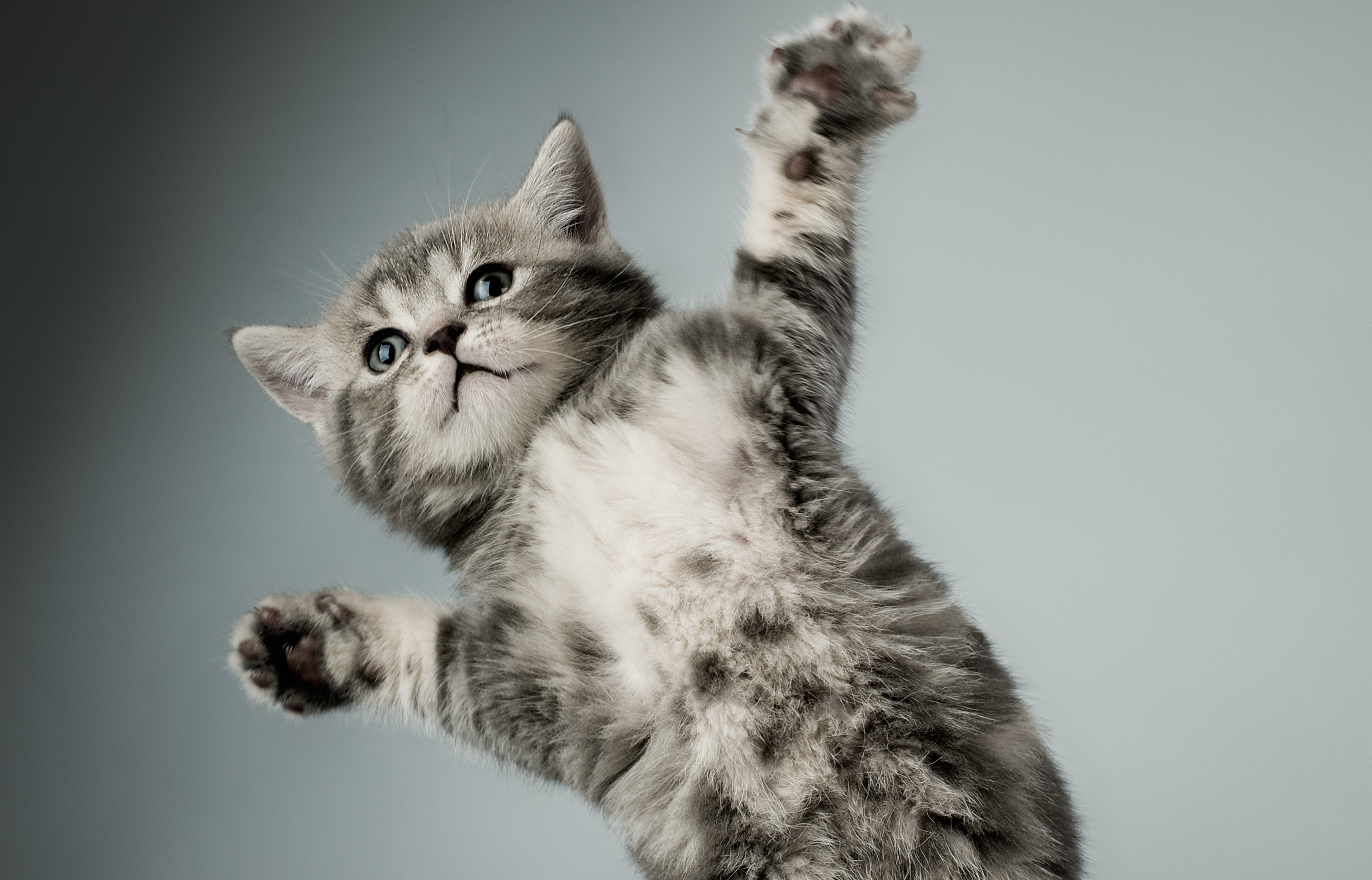 Kitten with paws up HD Wallpaper