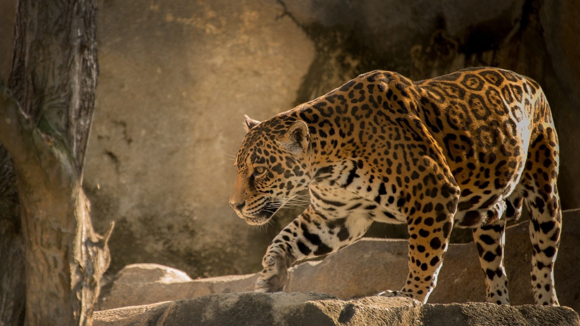 Jaguar walking on rocks HD Wallpaper