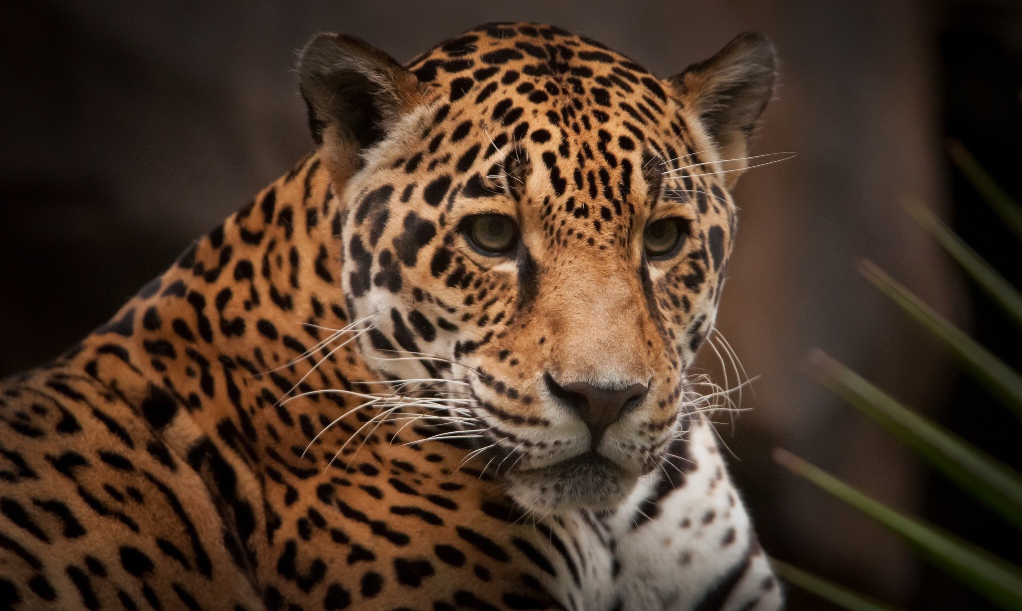 Close-up of a Jaguar's face HD Wallpaper