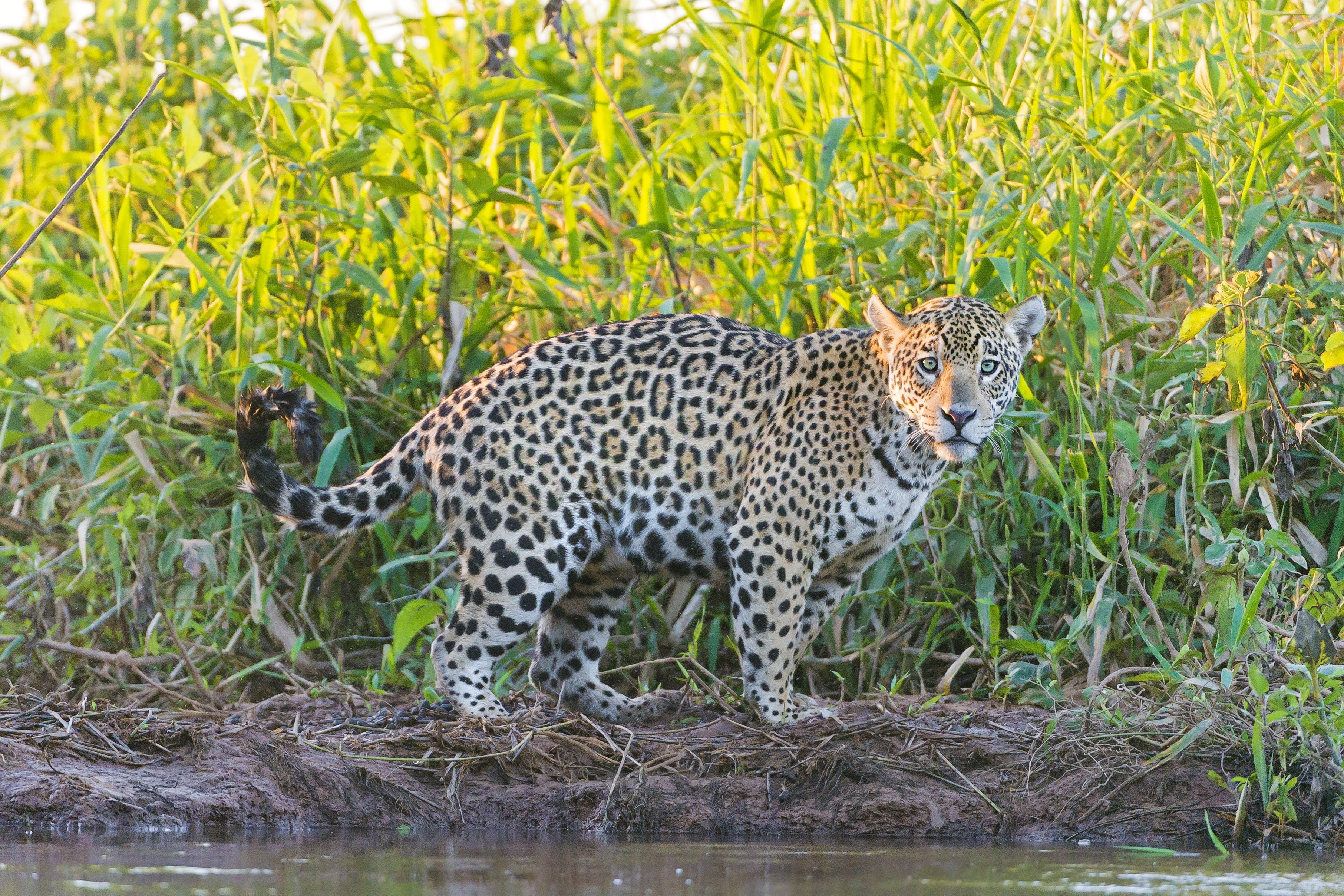 Jaguar standing on riverbank with lush green foliage HD Wallpaper