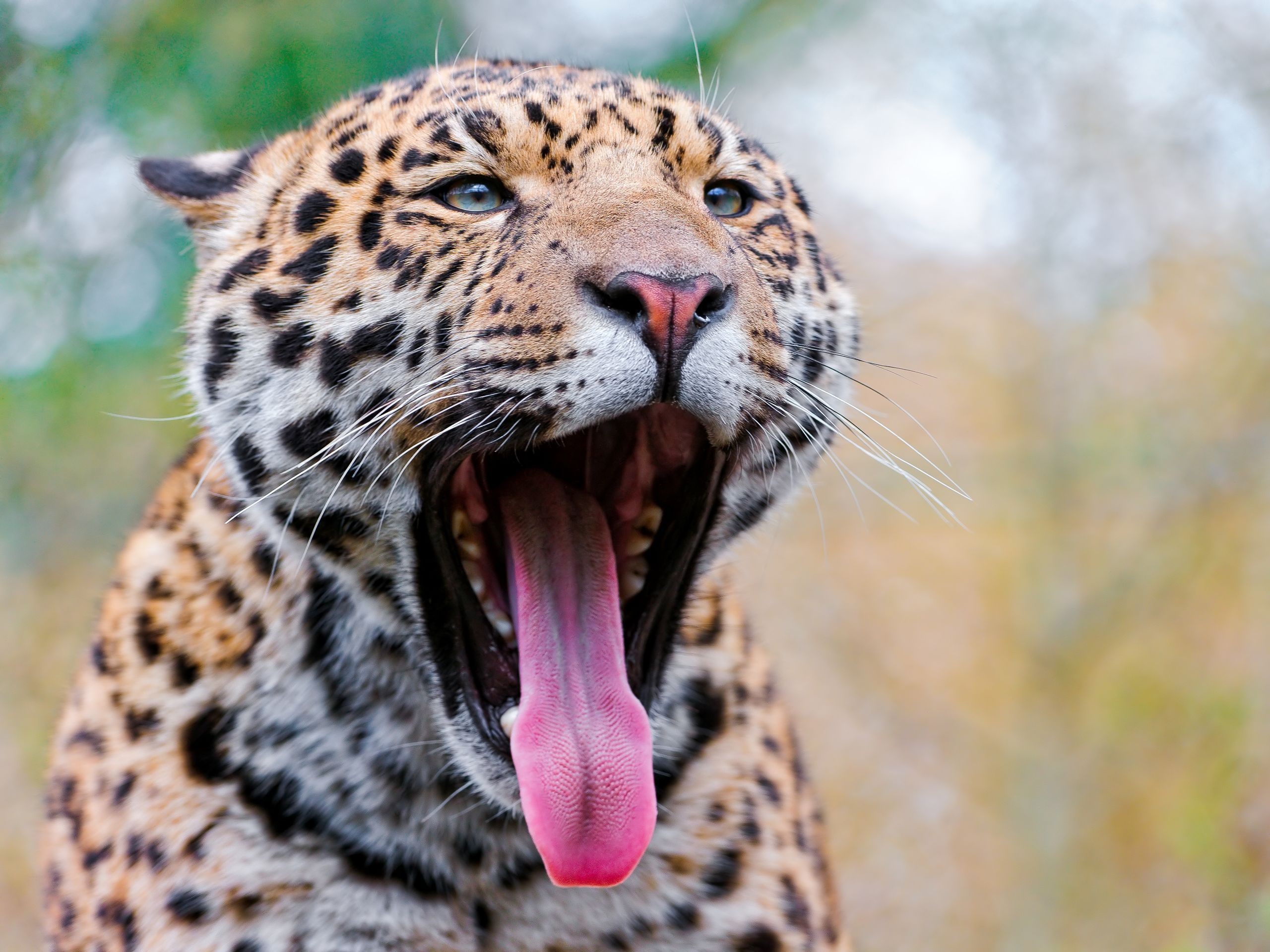Jaguar yawning with its tongue out HD Wallpaper