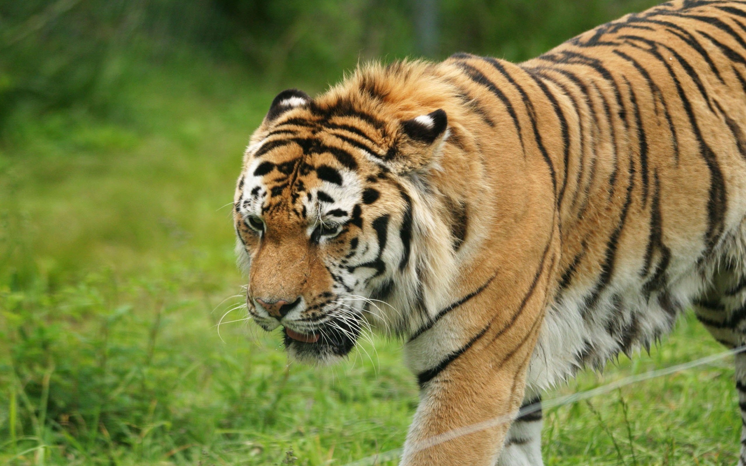 Tiger walking in a grassy field HD Wallpaper