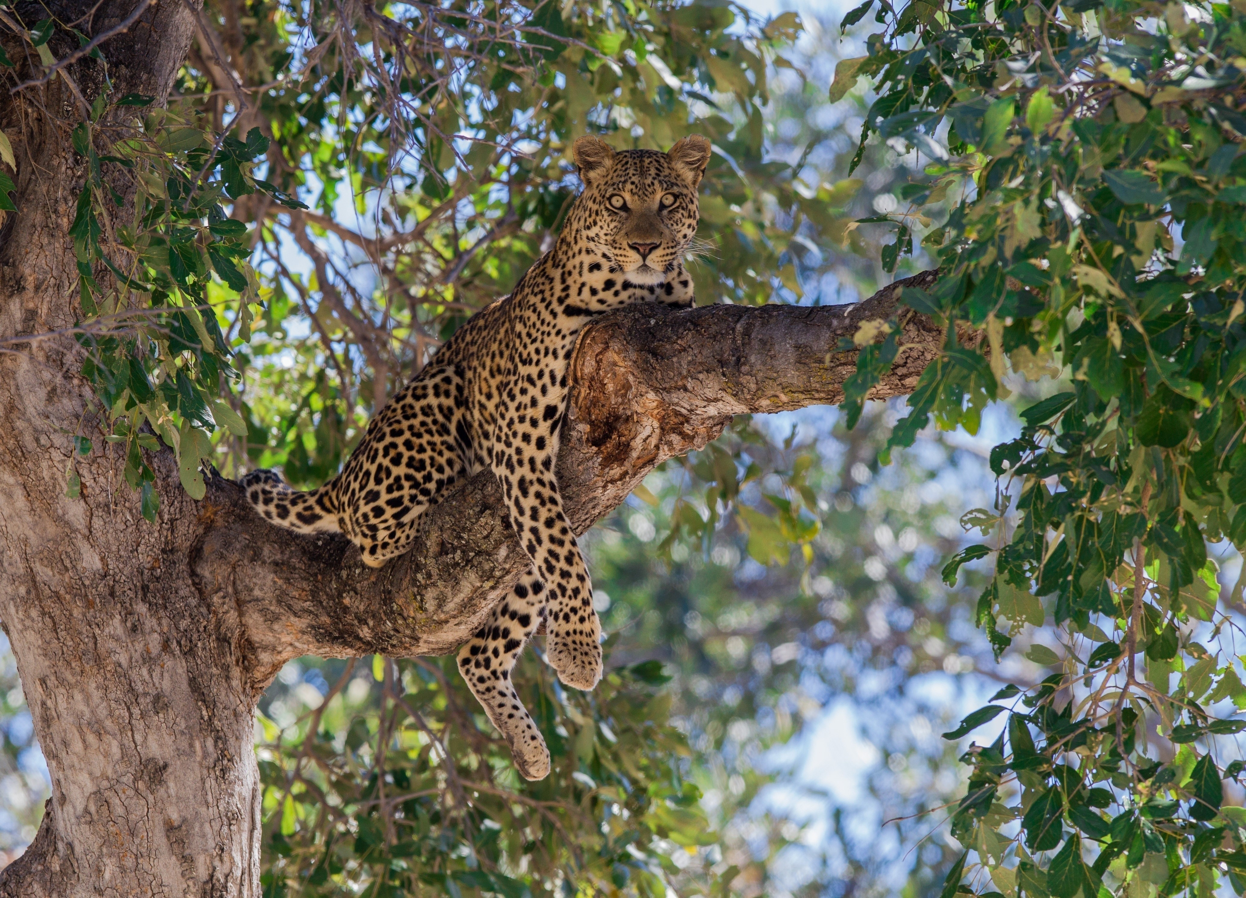 Leopard resting on a tree branch HD Wallpaper