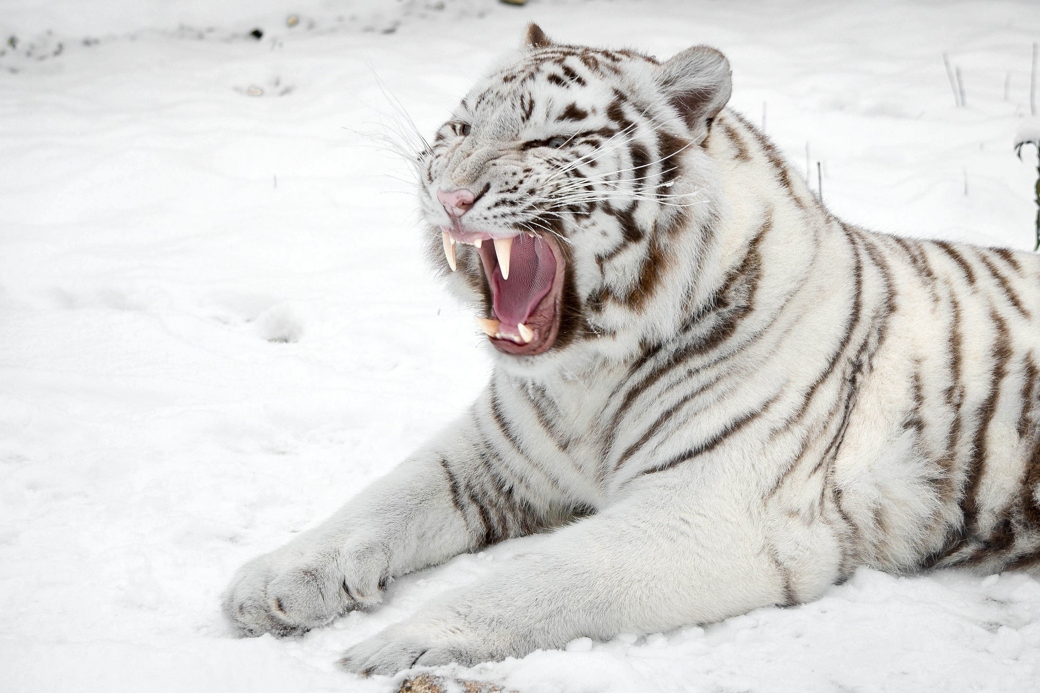 White tiger yawning in the snow HD Wallpaper