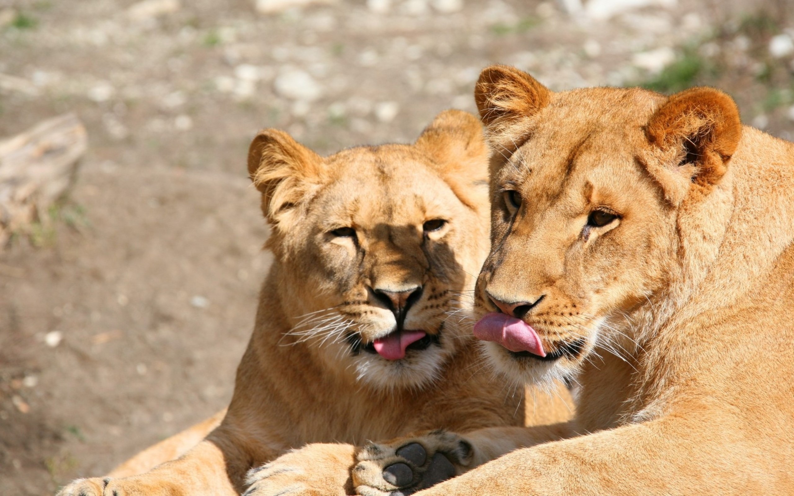 Two lions licking their faces HD Wallpaper