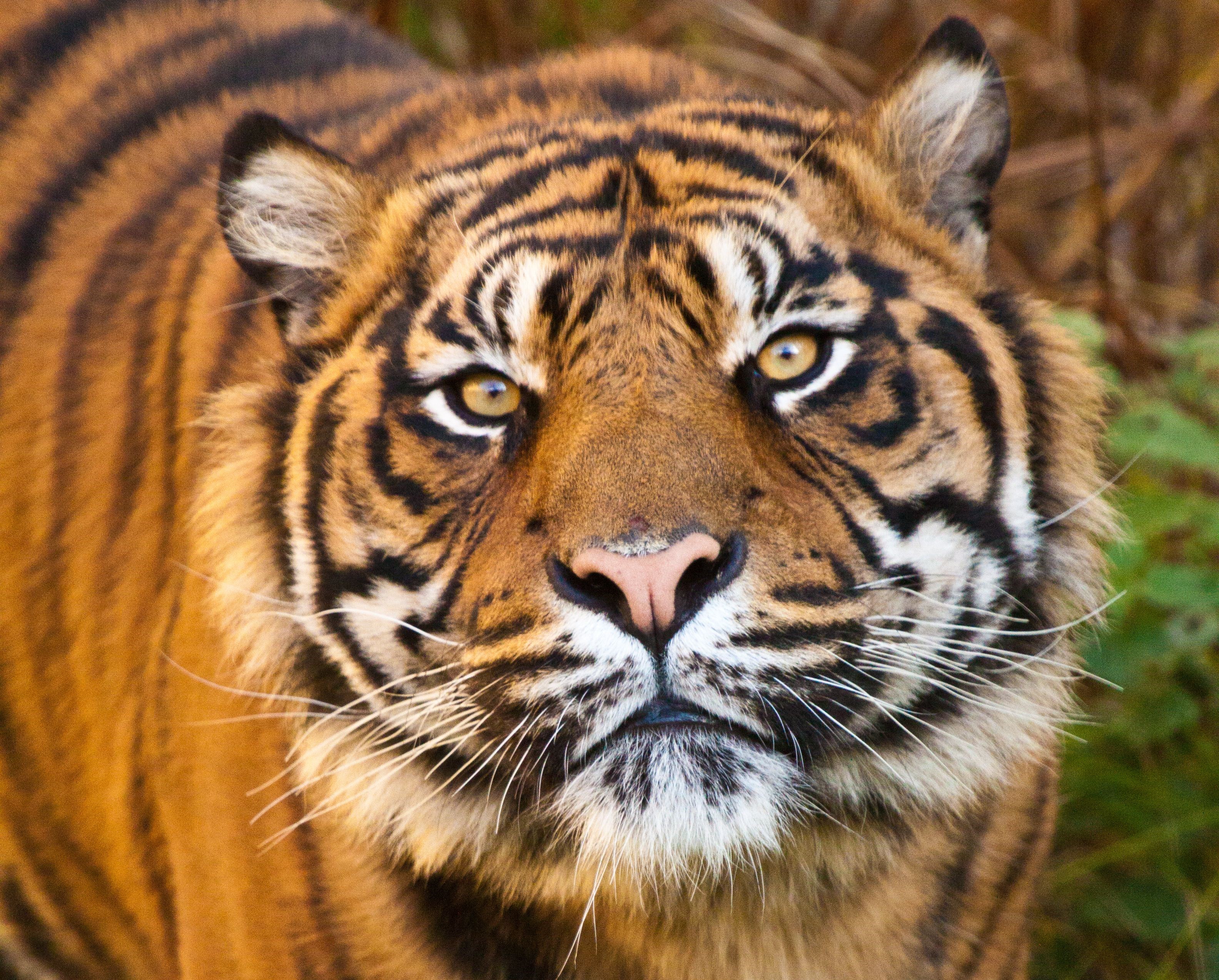 Close-up of a Sumatran Tiger's face HD Wallpaper