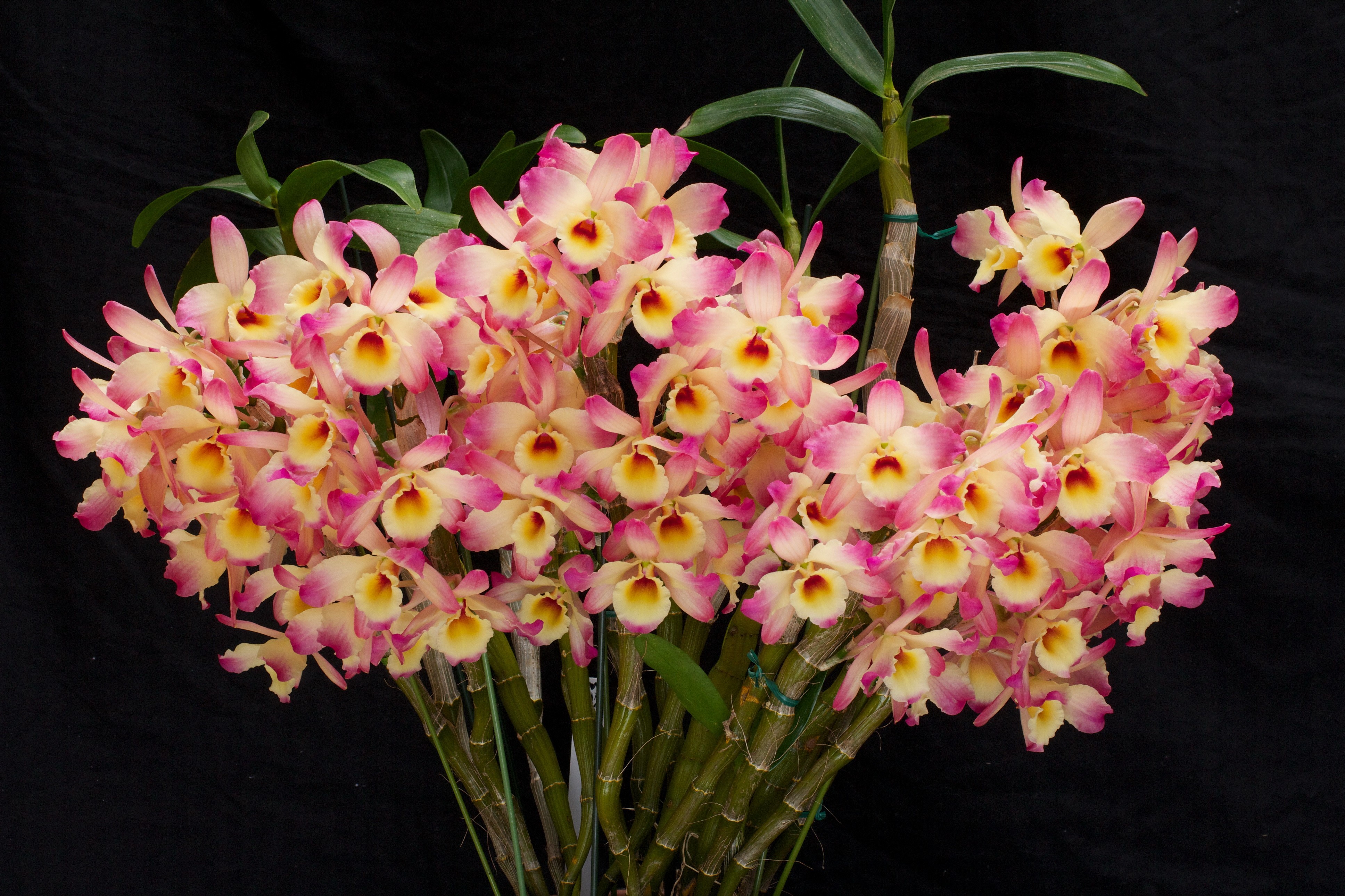 A bouquet of pink and yellow orchids HD Wallpaper