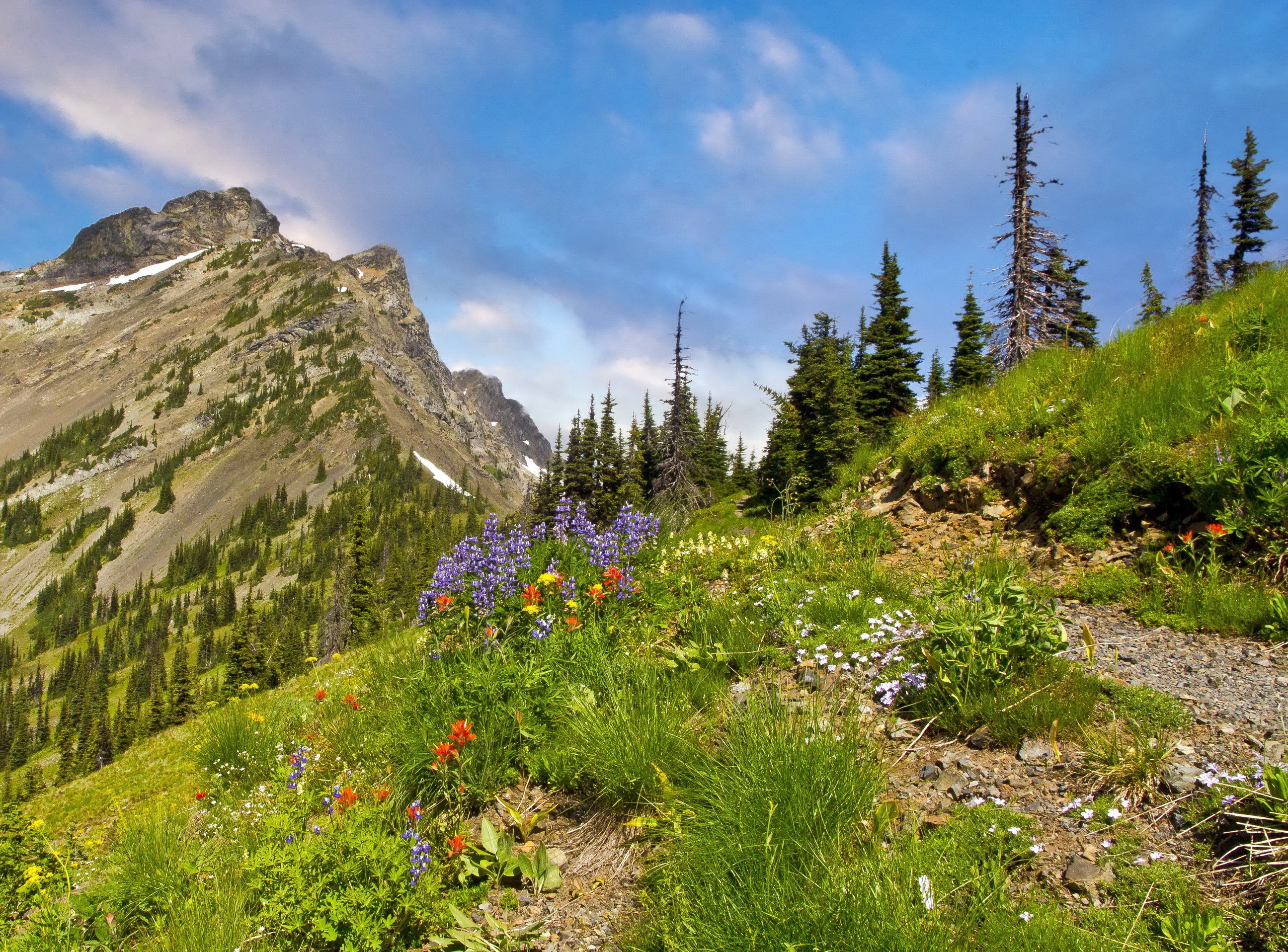 Wildflowers on a mountain slope in the Pasayten Wilderness HD Wallpaper