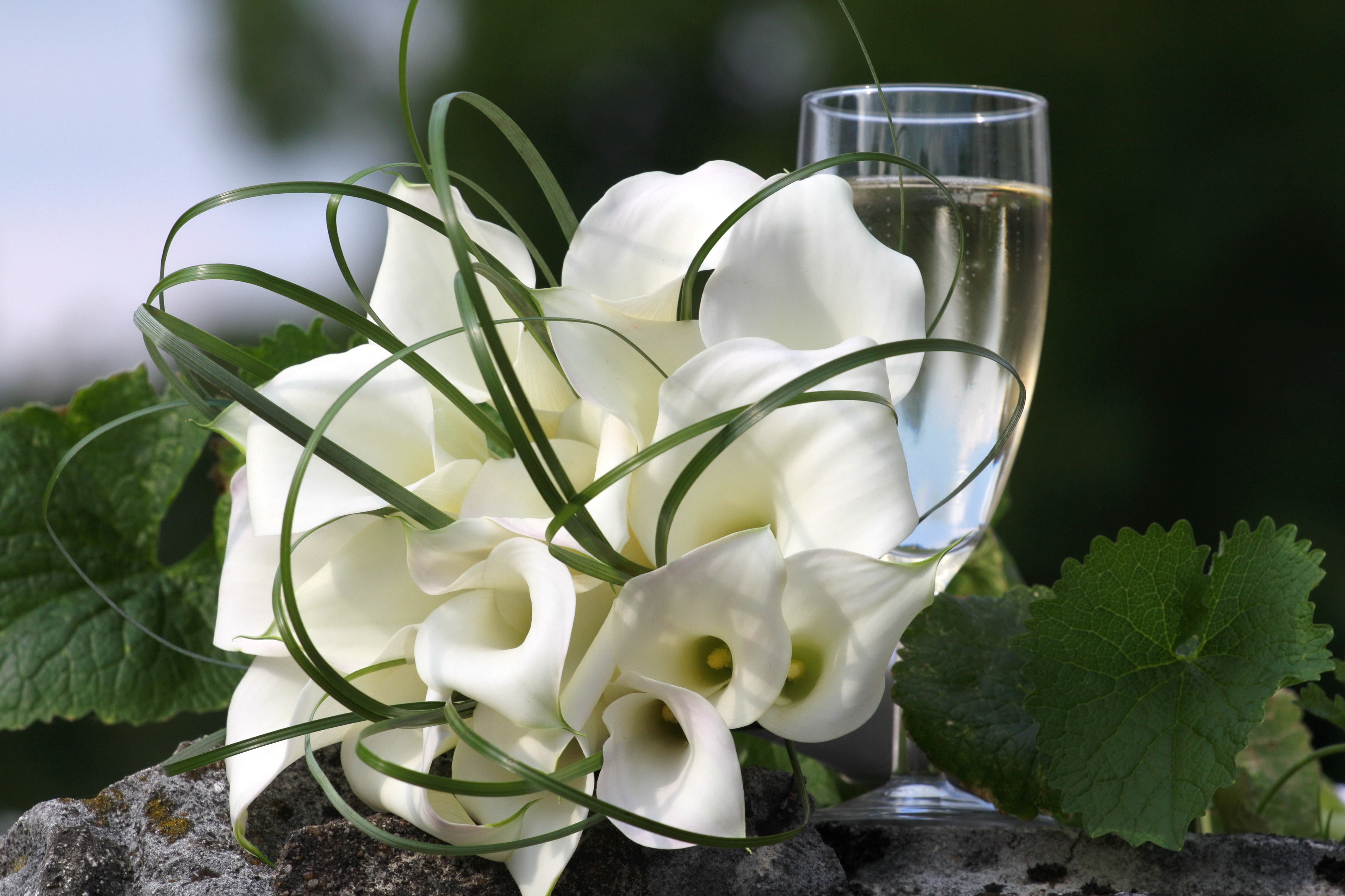 White Callas Bouquet with Champagne Glass HD Wallpaper