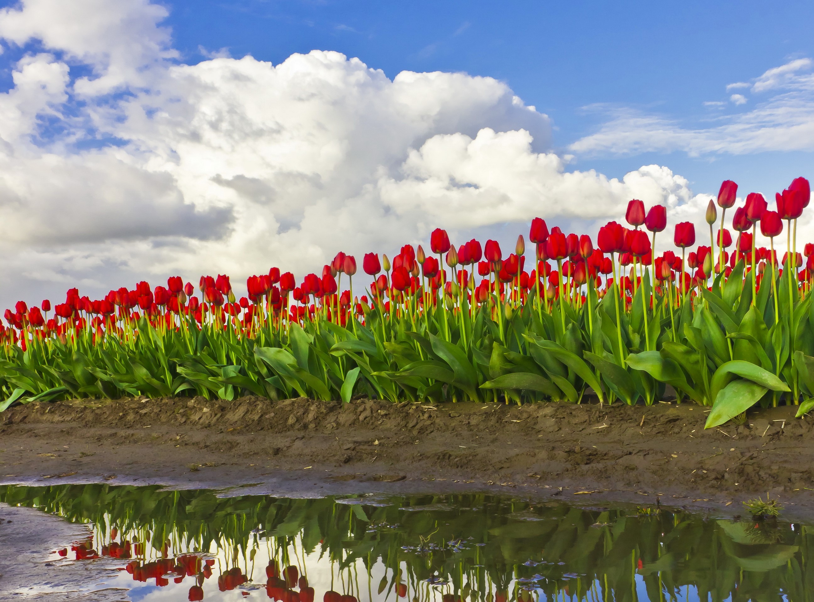 Field of red tulips under a cloudy blue sky HD Wallpaper