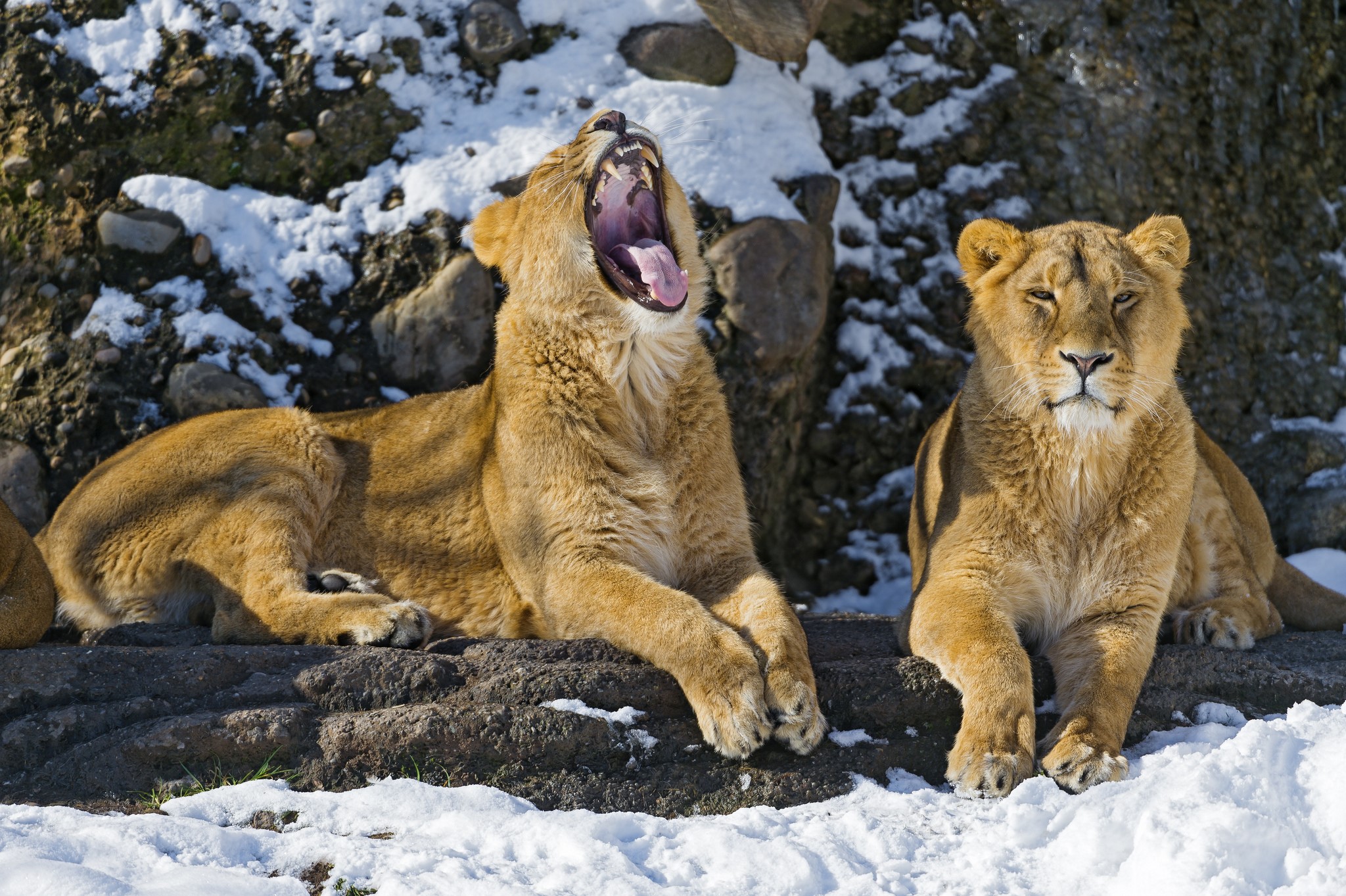 Two lions in the snow HD Wallpaper