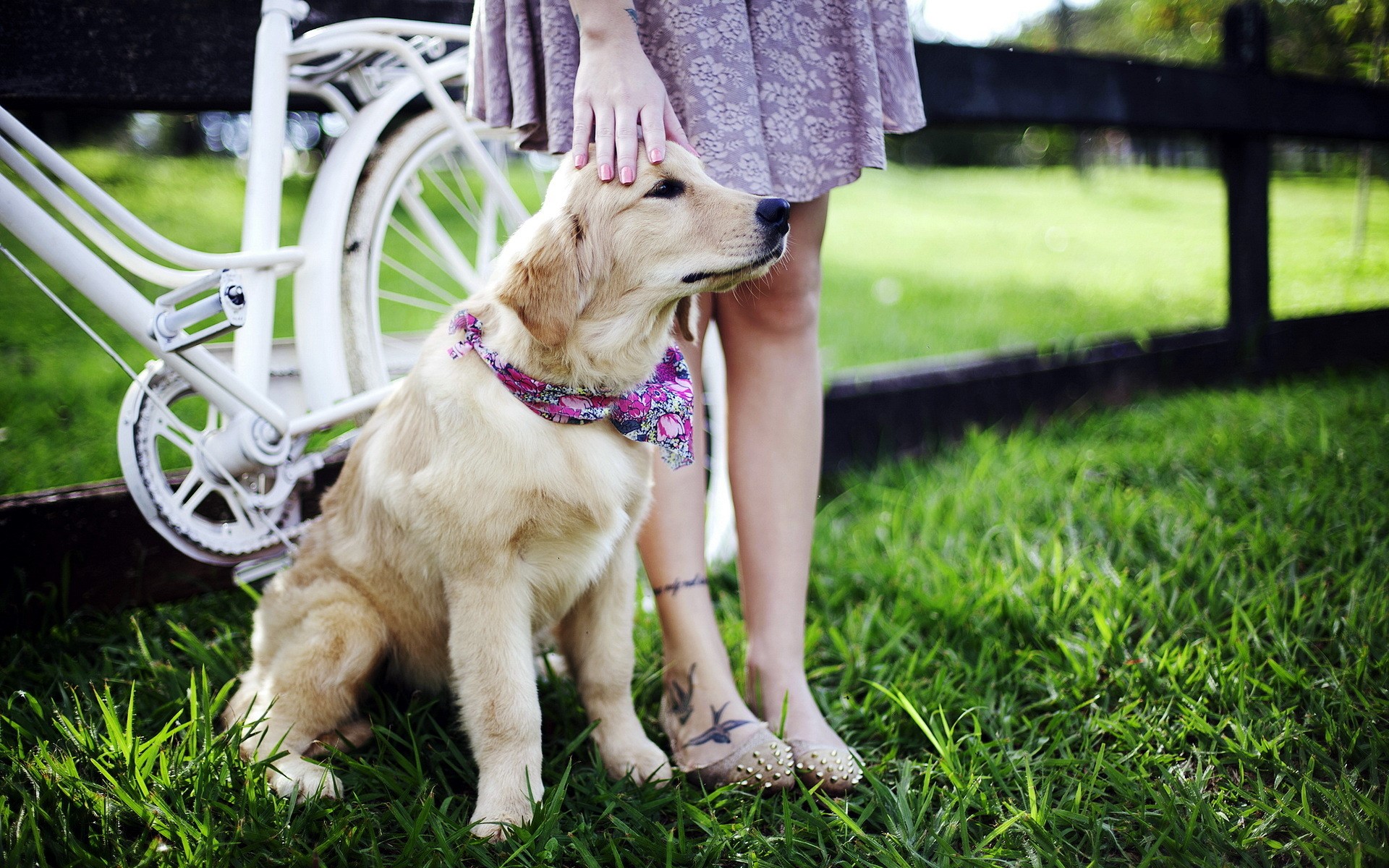 Golden Retriever dog with a person and a bicycle HD Wallpaper
