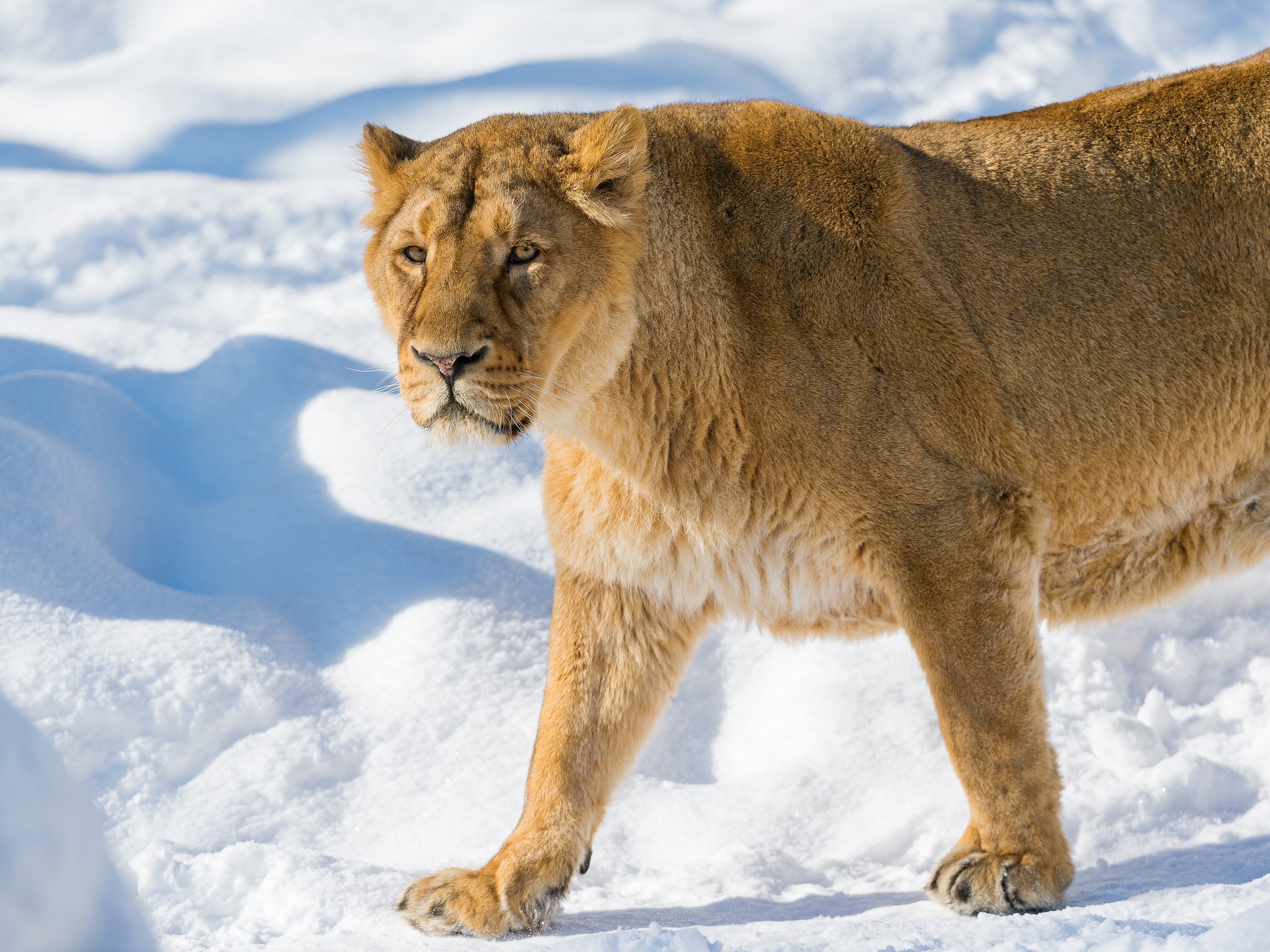 Lioness walking in the snow HD Wallpaper