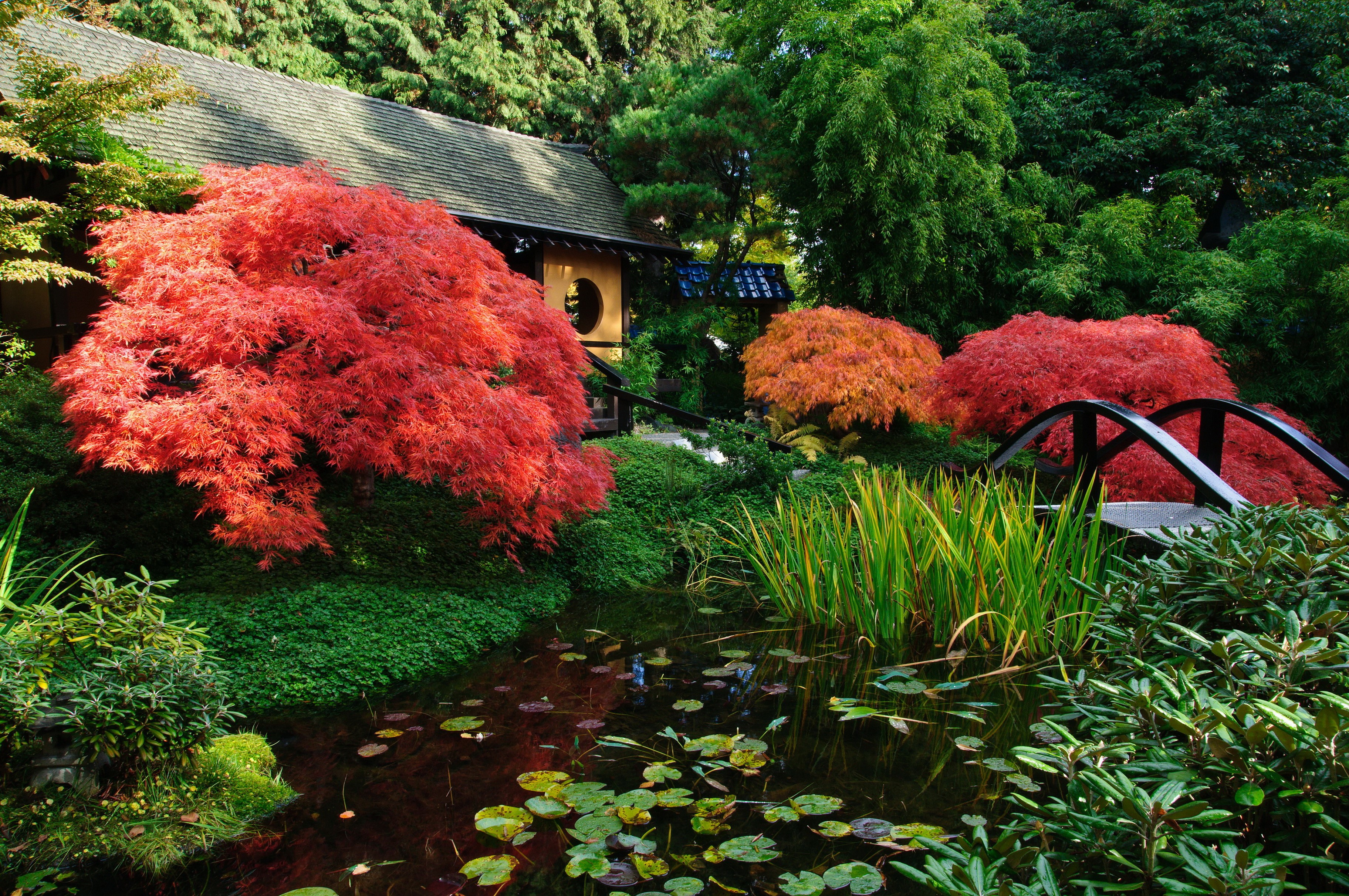 Japanese Garden with Pond and Autumn Trees HD Wallpaper