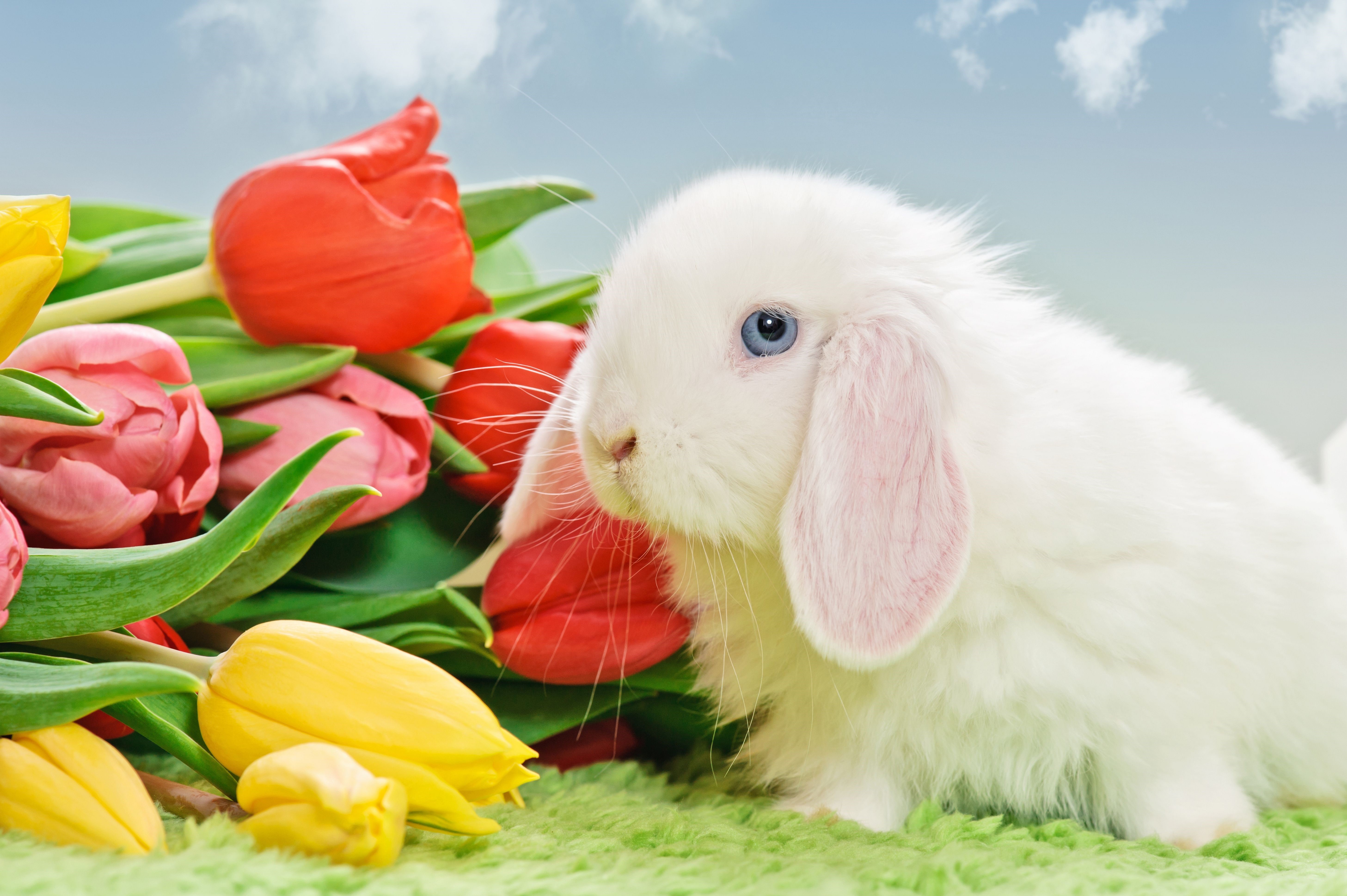 White rabbit with blue eyes and tulips HD Wallpaper