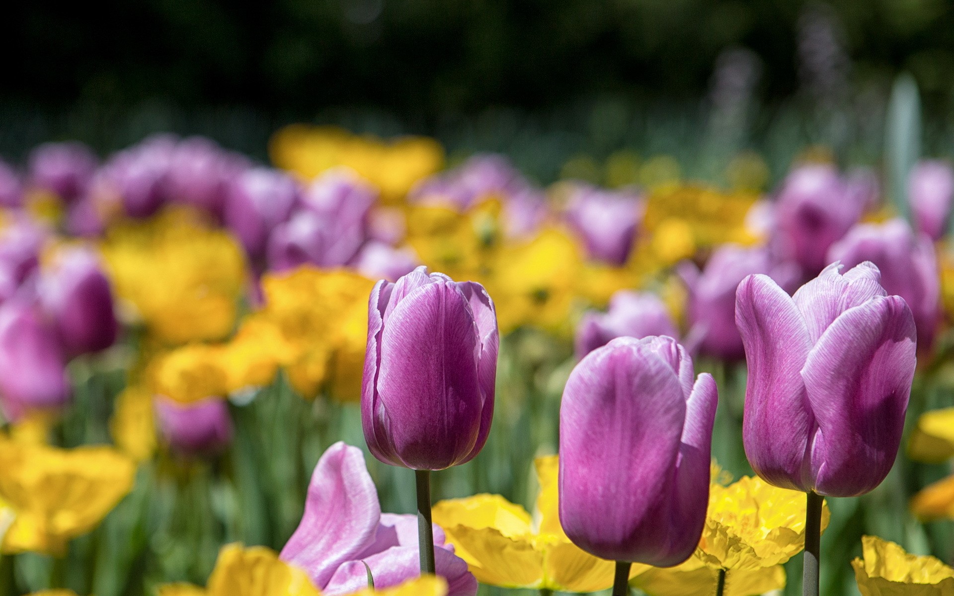 Purple and yellow tulips in a garden HD Wallpaper