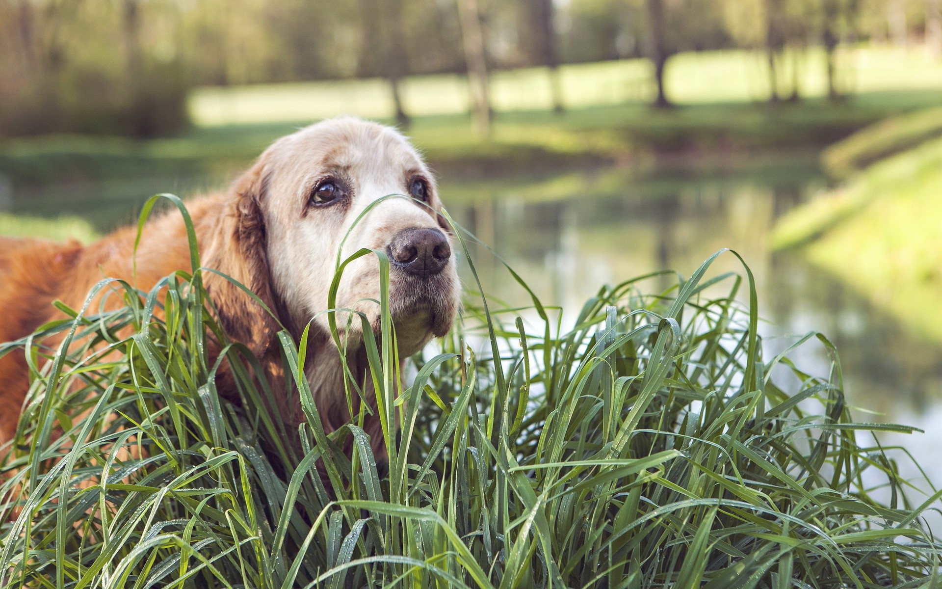 Golden Retriever dog in tall grass by a lake HD Wallpaper