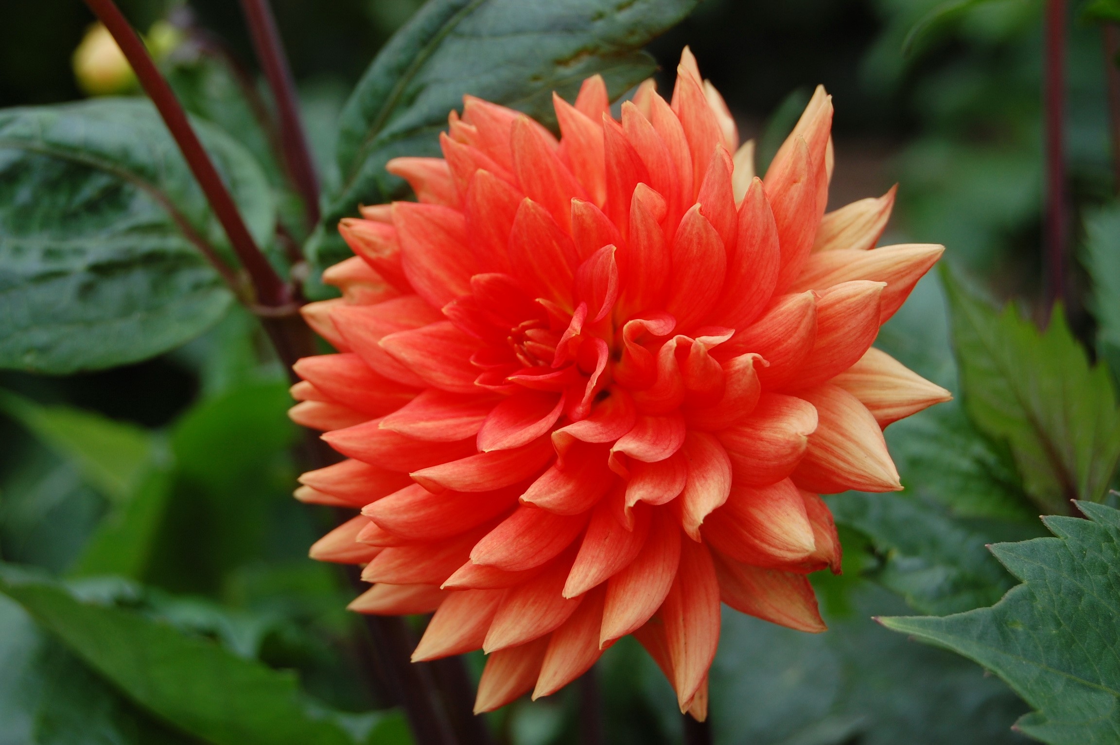 Orange Dahlia flower with green leaves HD Wallpaper
