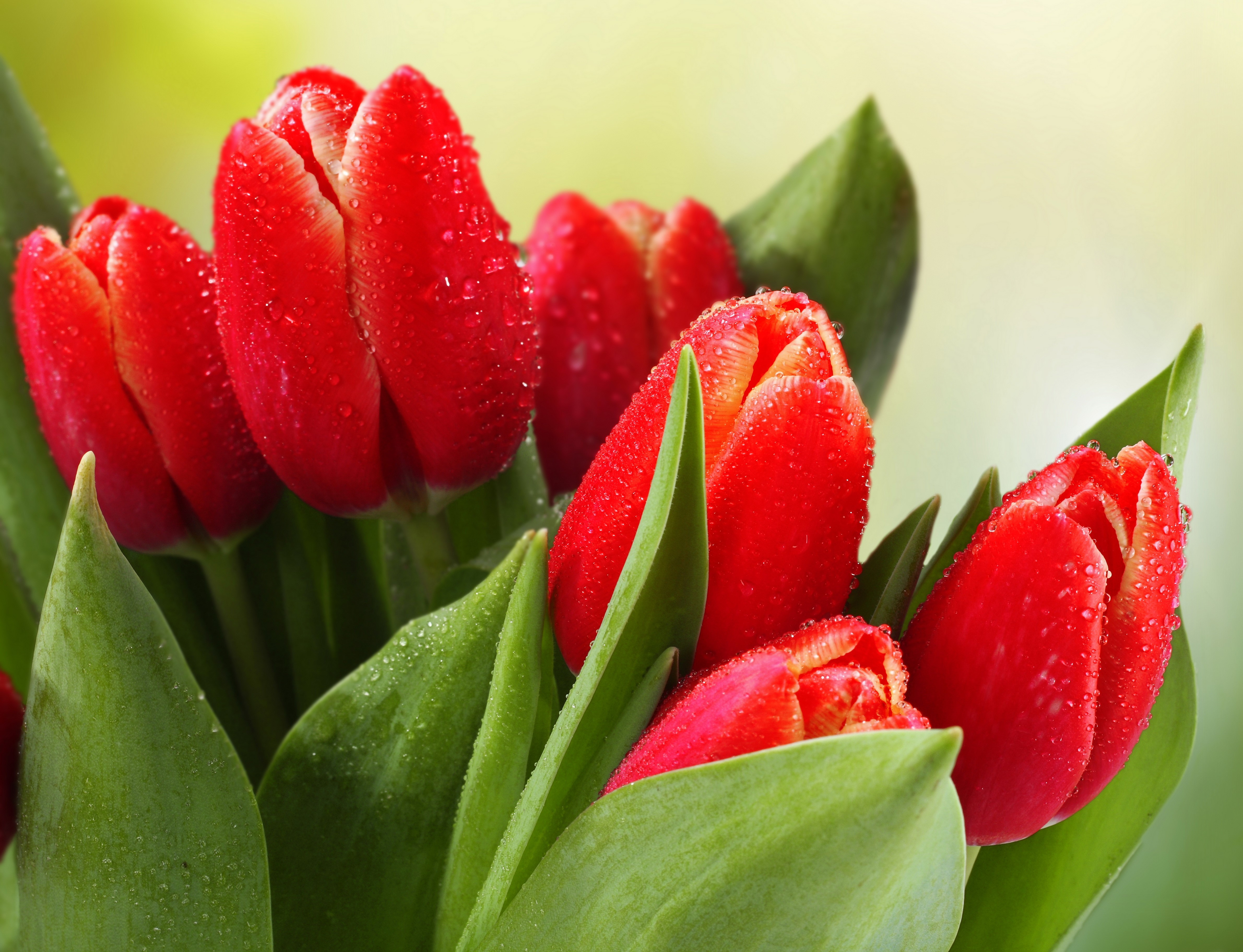 Red Tulips with Water Drops HD Wallpaper