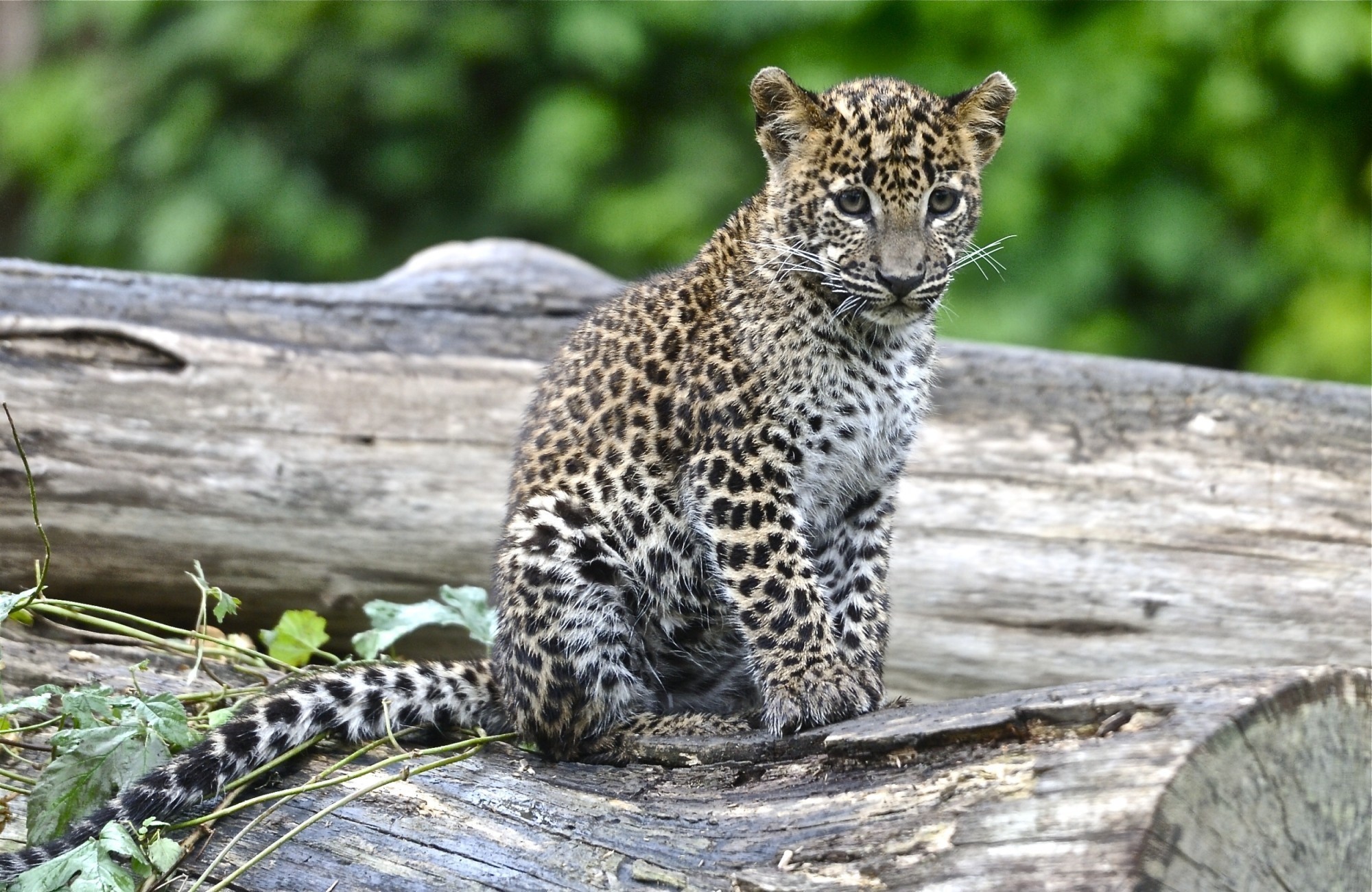 A leopard cub sitting on a log HD Wallpaper