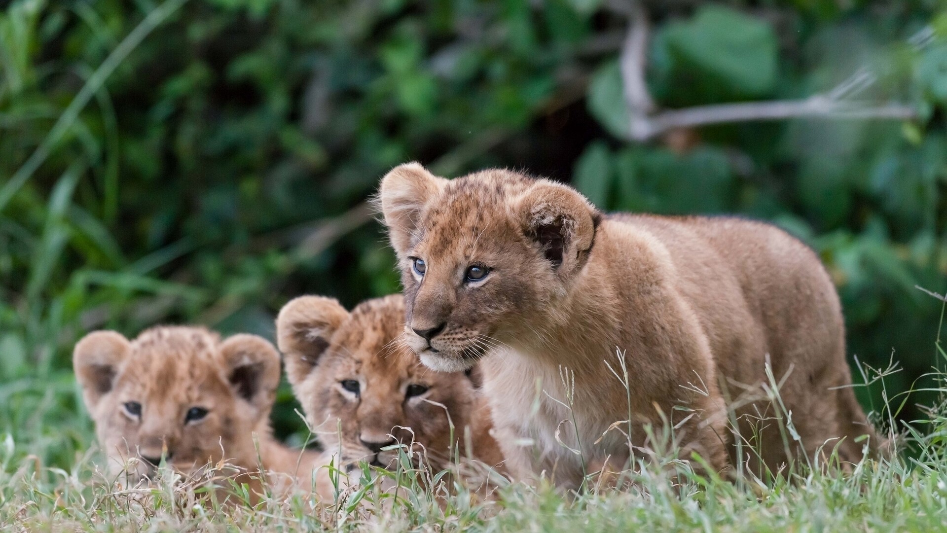 Three lion cubs in tall grass HD Wallpaper