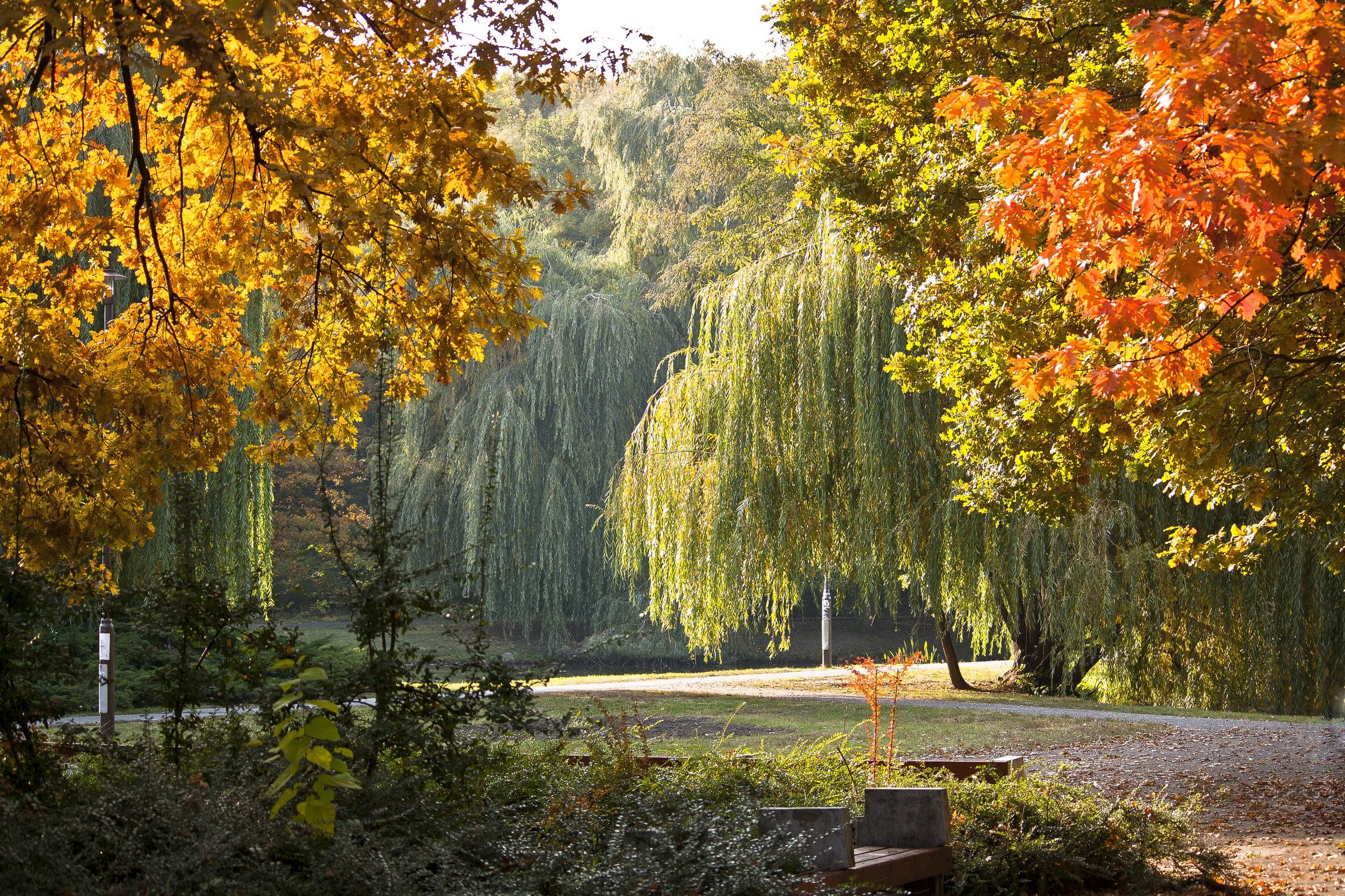Autumn park scenery with weeping willows and colorful foliage in Debrecen, Hungary HD Wallpaper