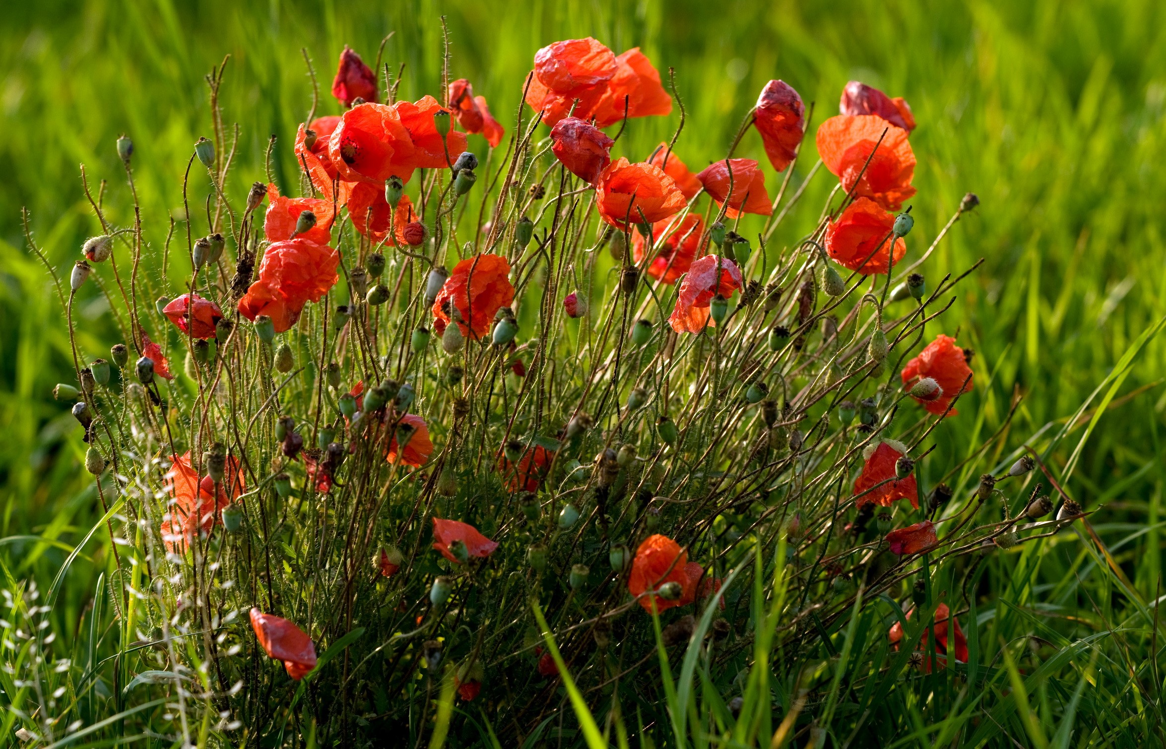 Red poppies blooming in green grass HD Wallpaper