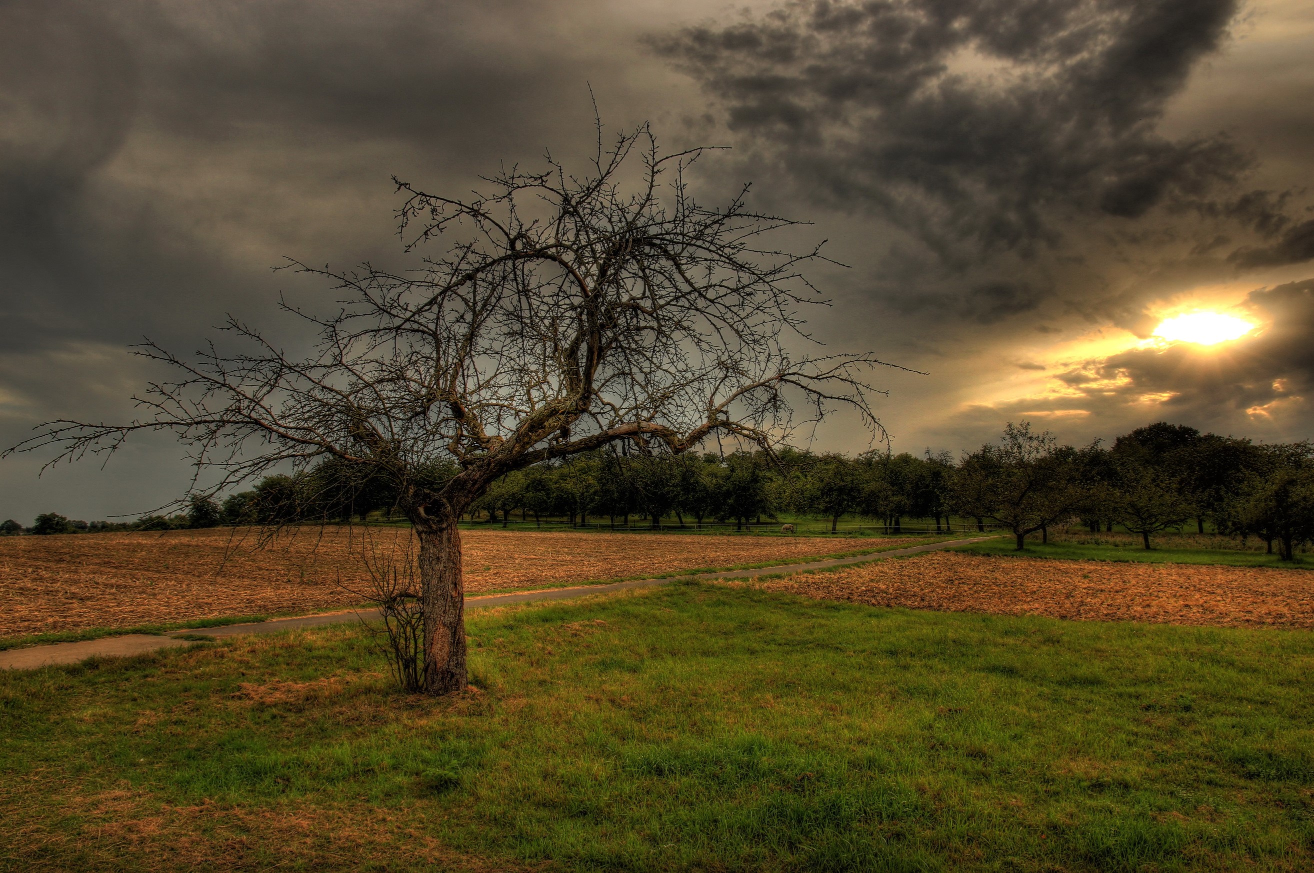 Bare tree in a field with stormy sky HD Wallpaper